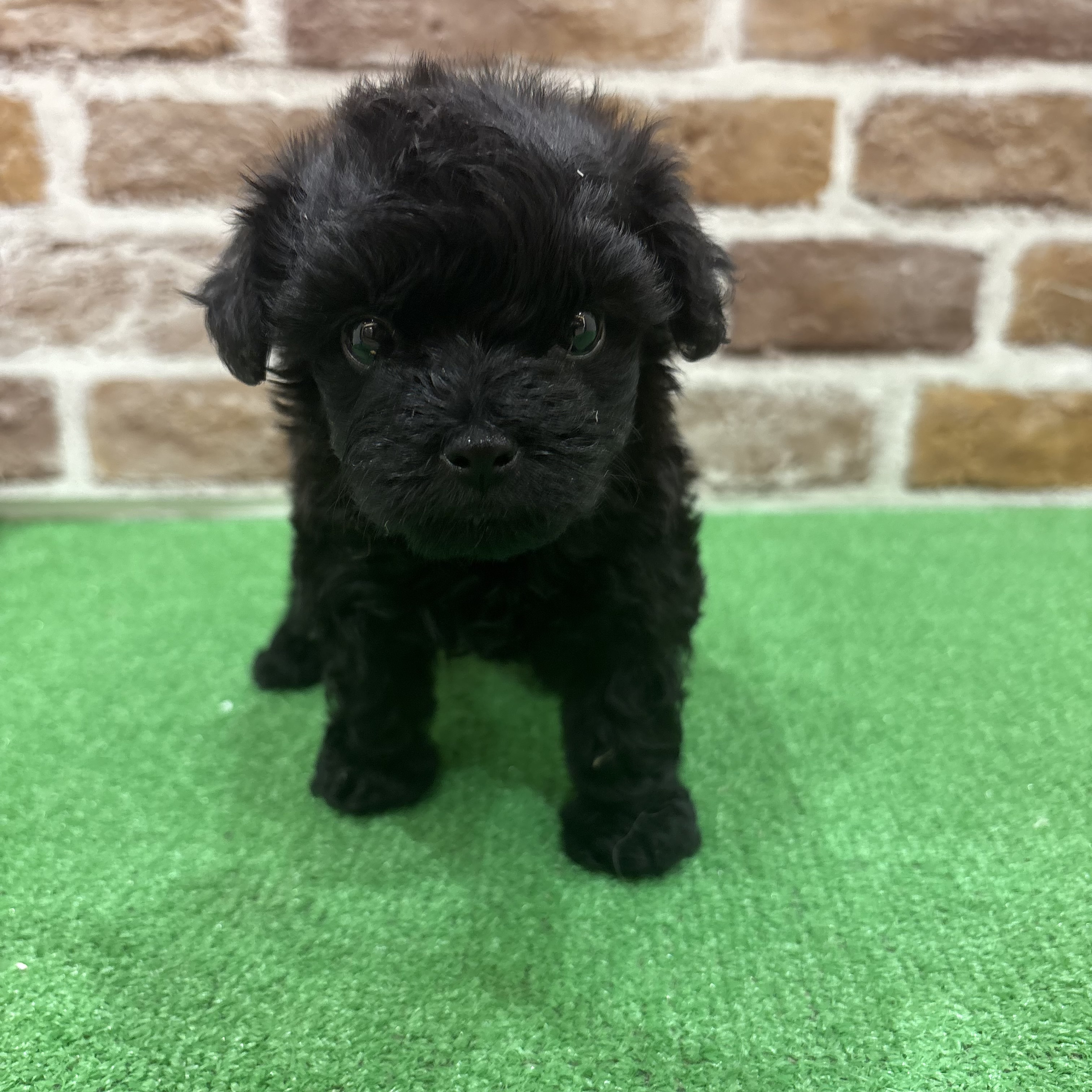 三重県のマルプー(マルチーズ×プードル) (犬の家＆猫の里三重桑名店/2025年9月14日生まれ/女の子/ブラック)の子犬の4枚目の画像