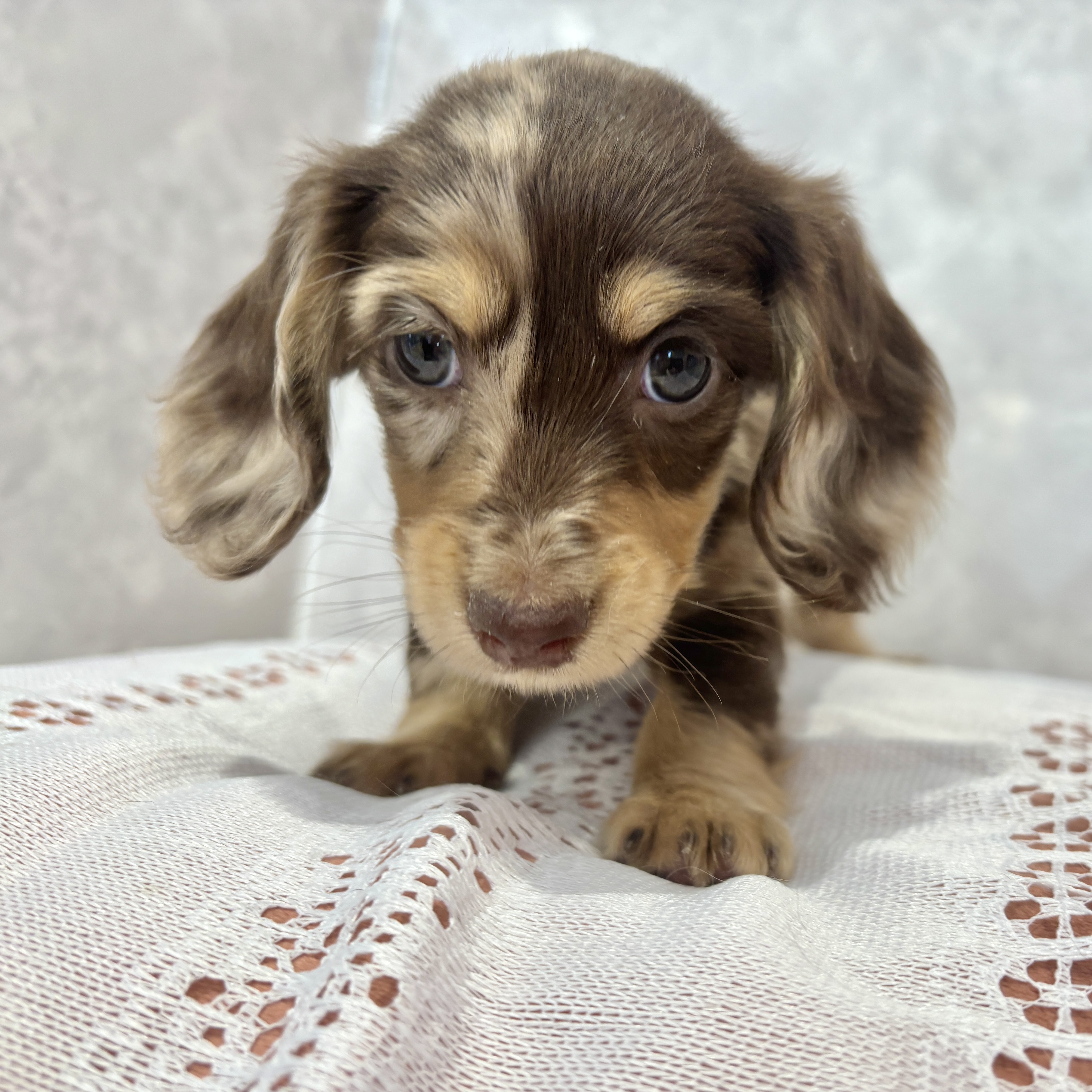 福岡県のミニチュアダックスフンド(ロング) (犬の家＆猫の里くりえいと宗像店/2025年12月14日生まれ/女の子/チョコレートダップル)の子犬の4枚目の画像