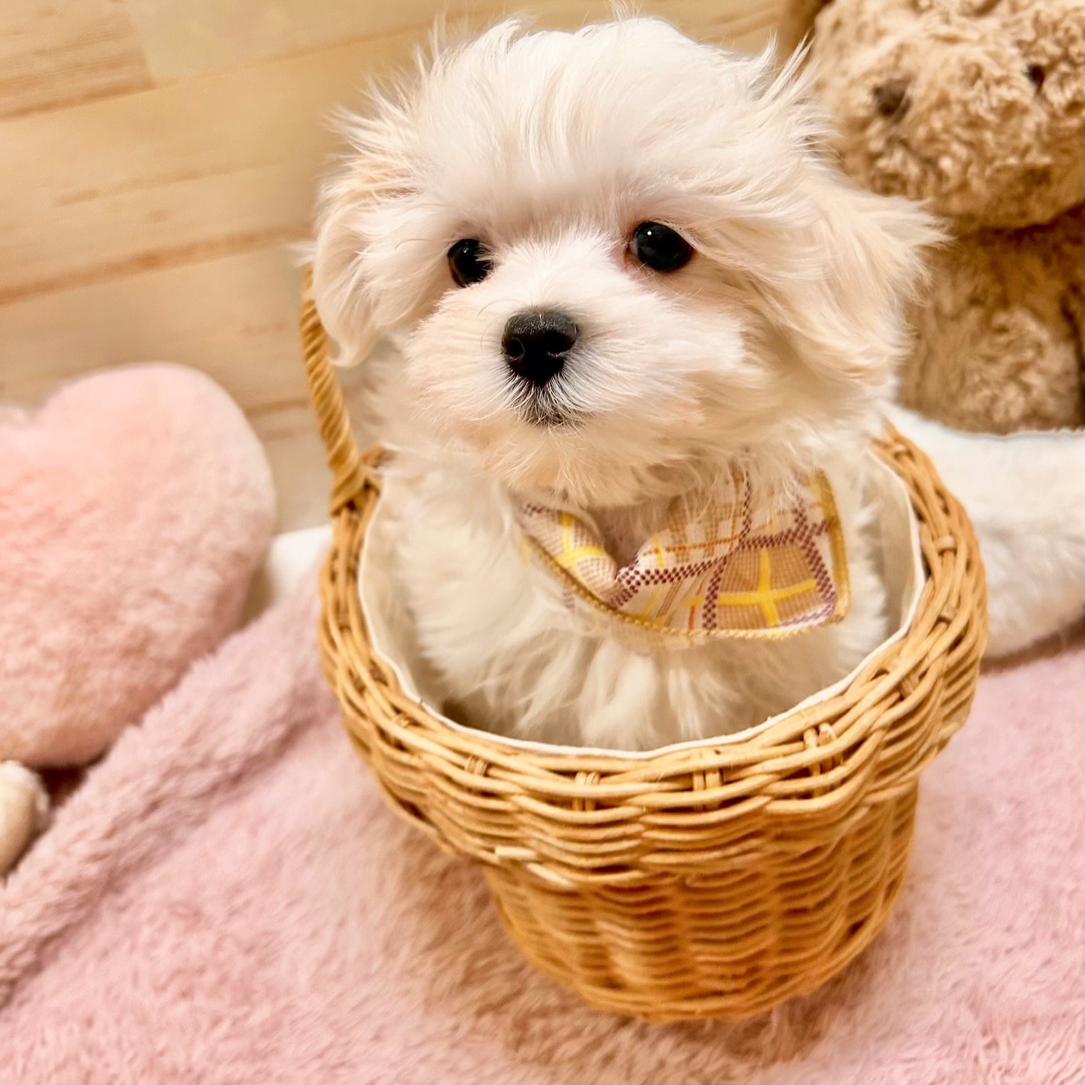 兵庫県のマルチーズ (犬の家＆猫の里神戸店/2026年1月15日生まれ/男の子/ホワイト)の子犬の4枚目の画像