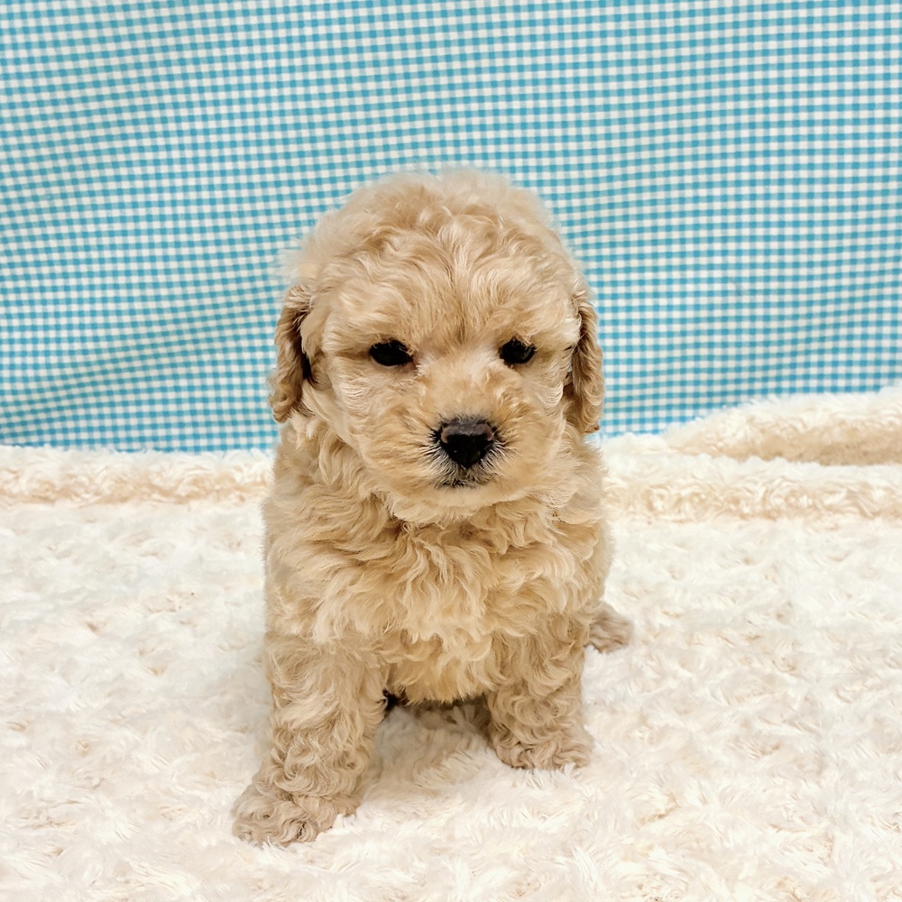 愛知県のトイプードル(トイ) (犬の家＆猫の里一宮店/2026年8月24日生まれ/男の子/アプリコット)の子犬の4枚目の画像