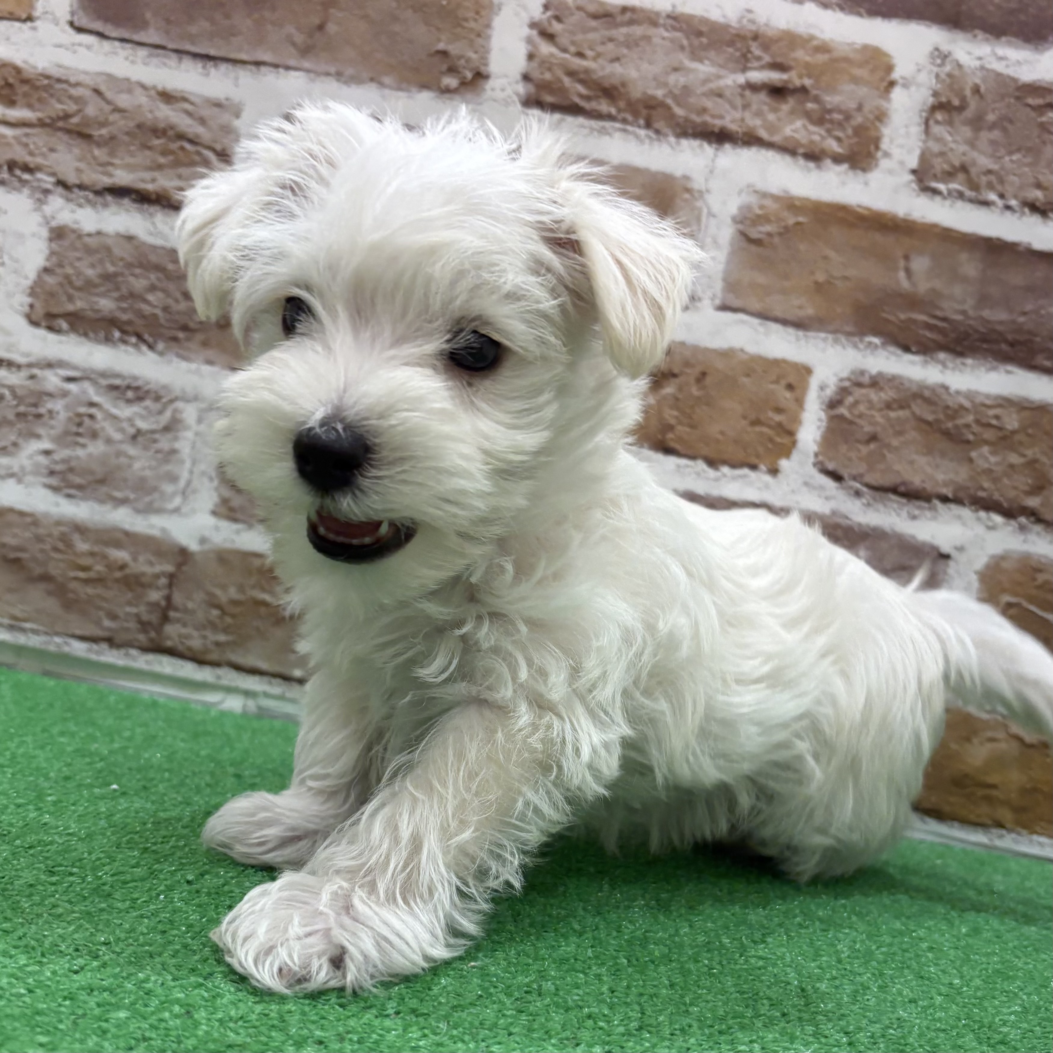 三重県のシュナマル/マルシュナ(シュナウザー×マルチーズ) (犬の家＆猫の里三重桑名店/2025年9月15日生まれ/男の子/ホワイト)の子犬の4枚目の画像