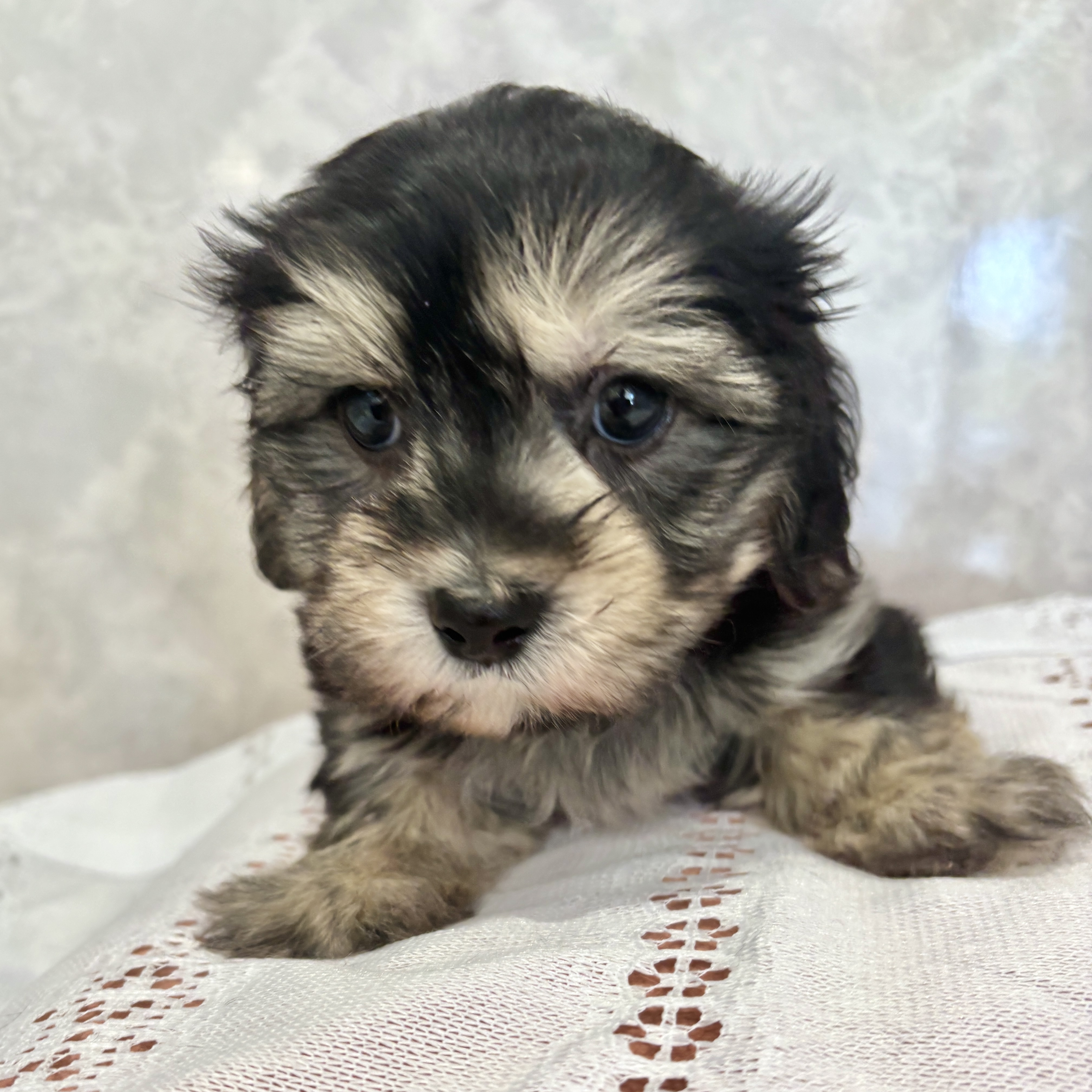 福岡県のマルックス(マルチーズ×ダックス) (犬の家＆猫の里くりえいと宗像店/2025年12月15日生まれ/男の子/ブラックタン)の子犬の4枚目の画像