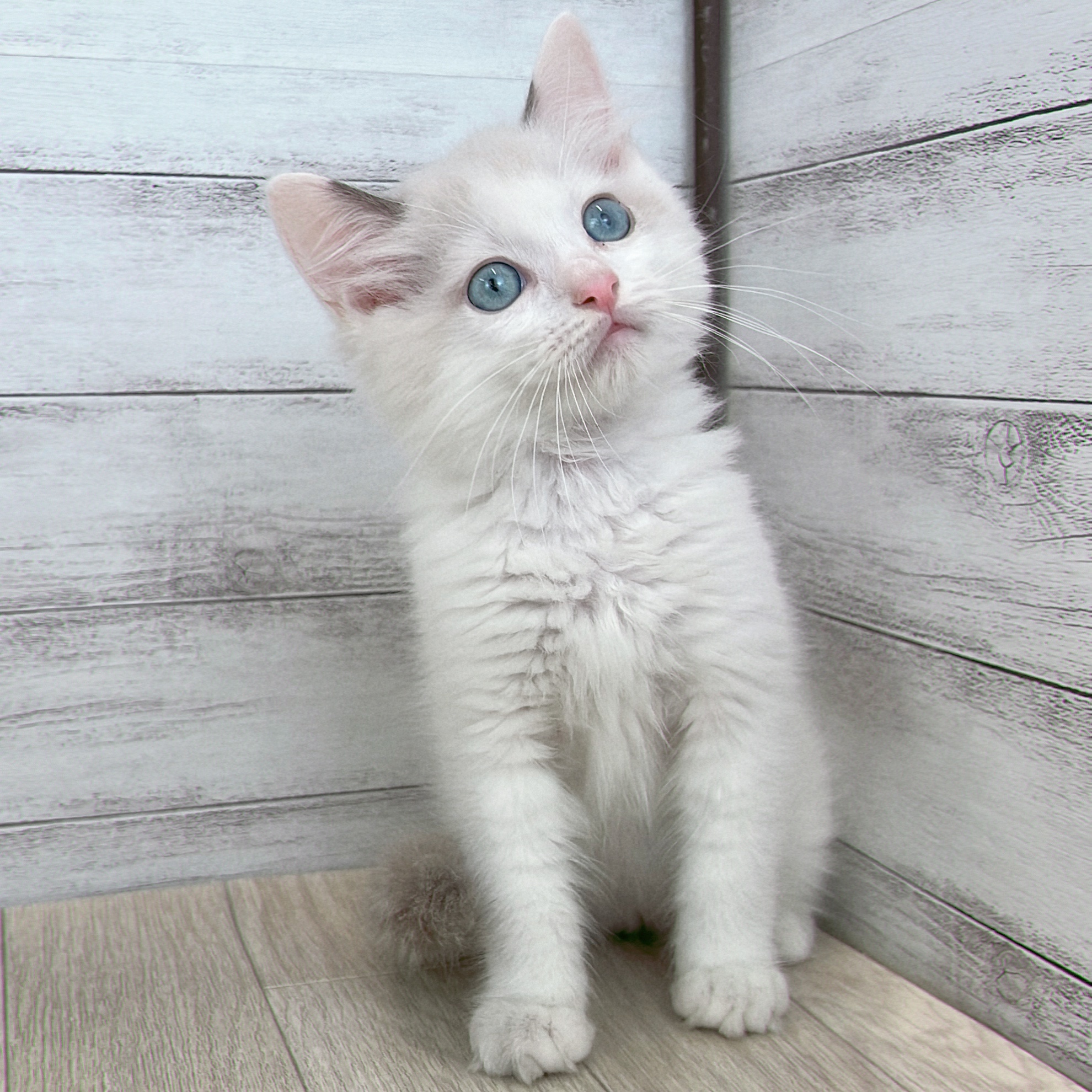 愛知県のラグドール (犬の家＆猫の里春日井本店/2026年5月13日生まれ/男の子/ブルーポイントバイカラー)の子猫の4枚目の画像