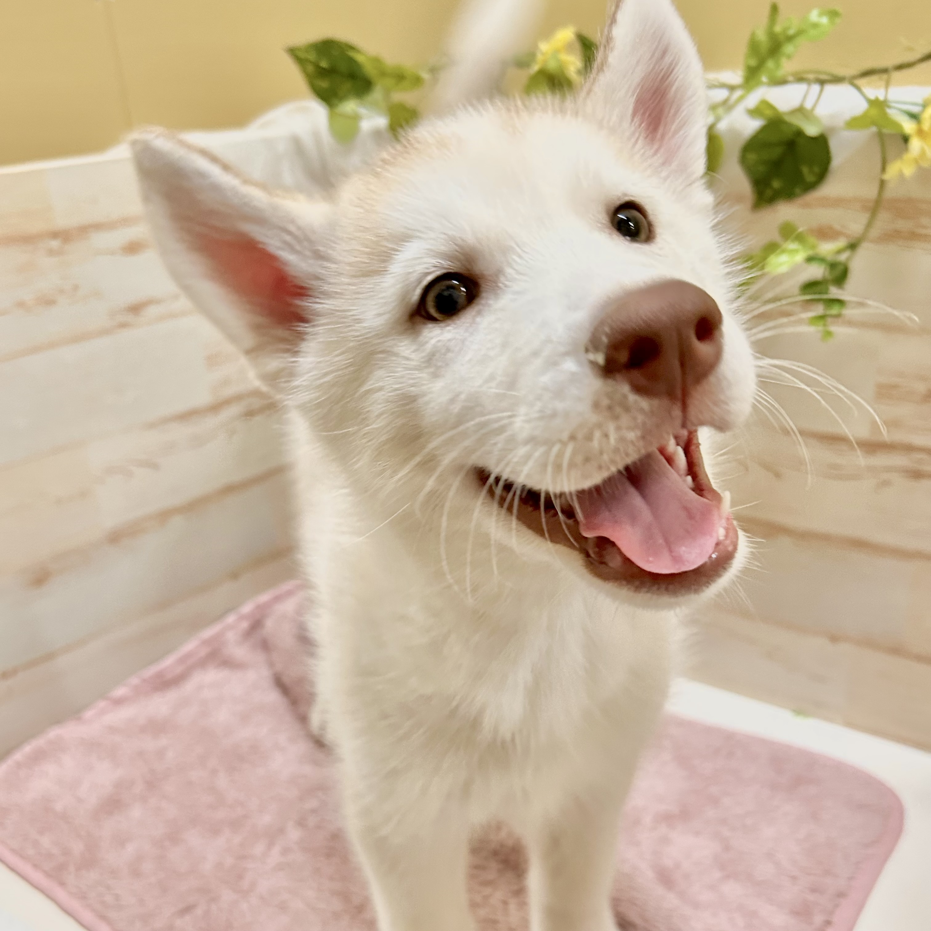 兵庫県のシベリアンハスキー (犬の家＆猫の里神戸店/2026年1月1日生まれ/男の子/レッドホワイト)の子犬の1枚目の画像
