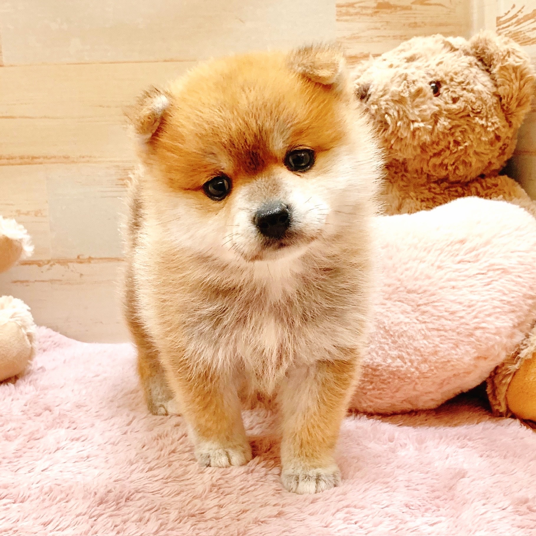 兵庫県のポメ柴/豆ポメ/ポメ豆柴(ポメラニアン×柴犬) (犬の家＆猫の里神戸店/2025年9月12日生まれ/女の子/赤)の子犬の4枚目の画像