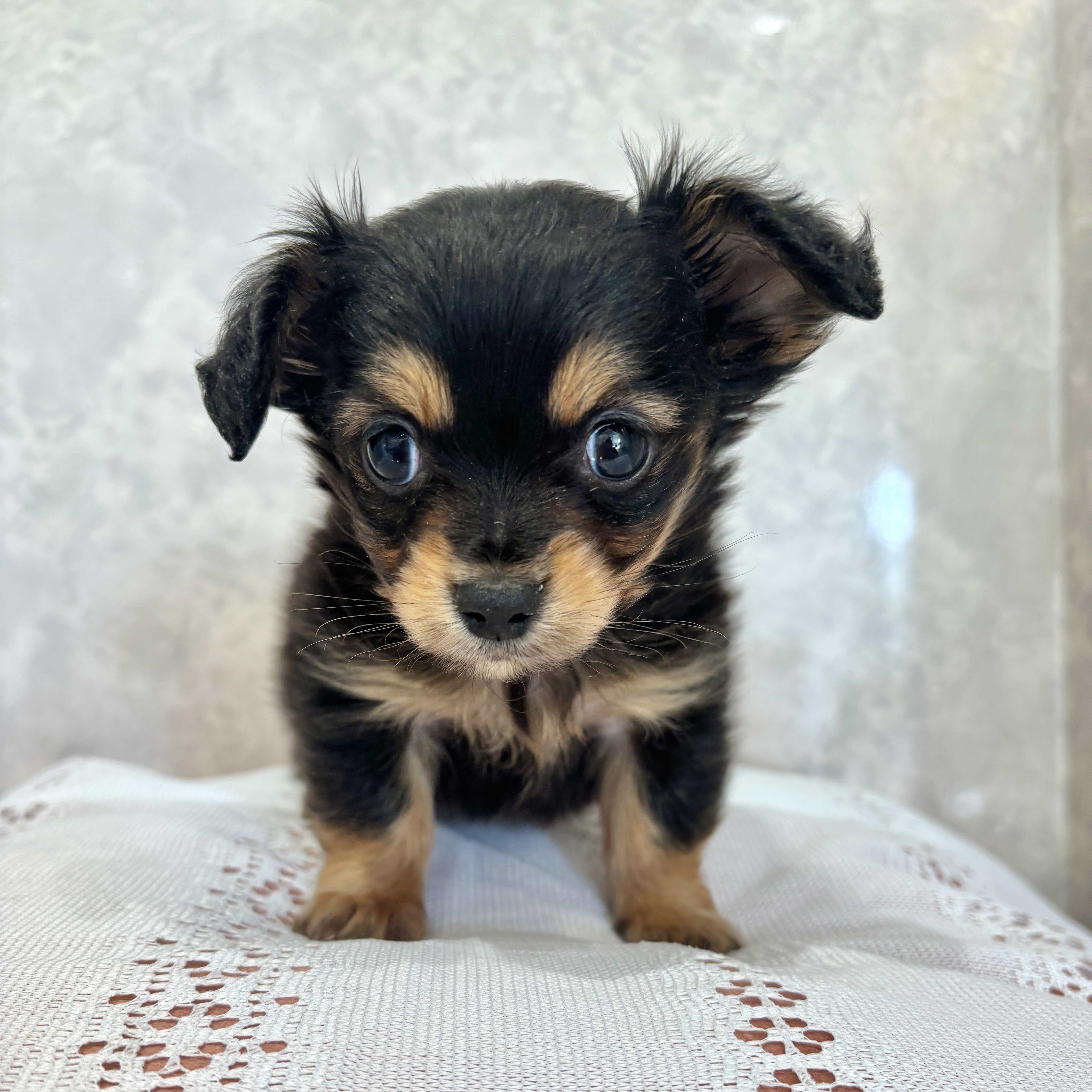 福岡県のチワックス(チワワ×ダックス) (犬の家＆猫の里くりえいと宗像店/2025年12月12日生まれ/男の子/ブラックタン)の子犬の1枚目の画像
