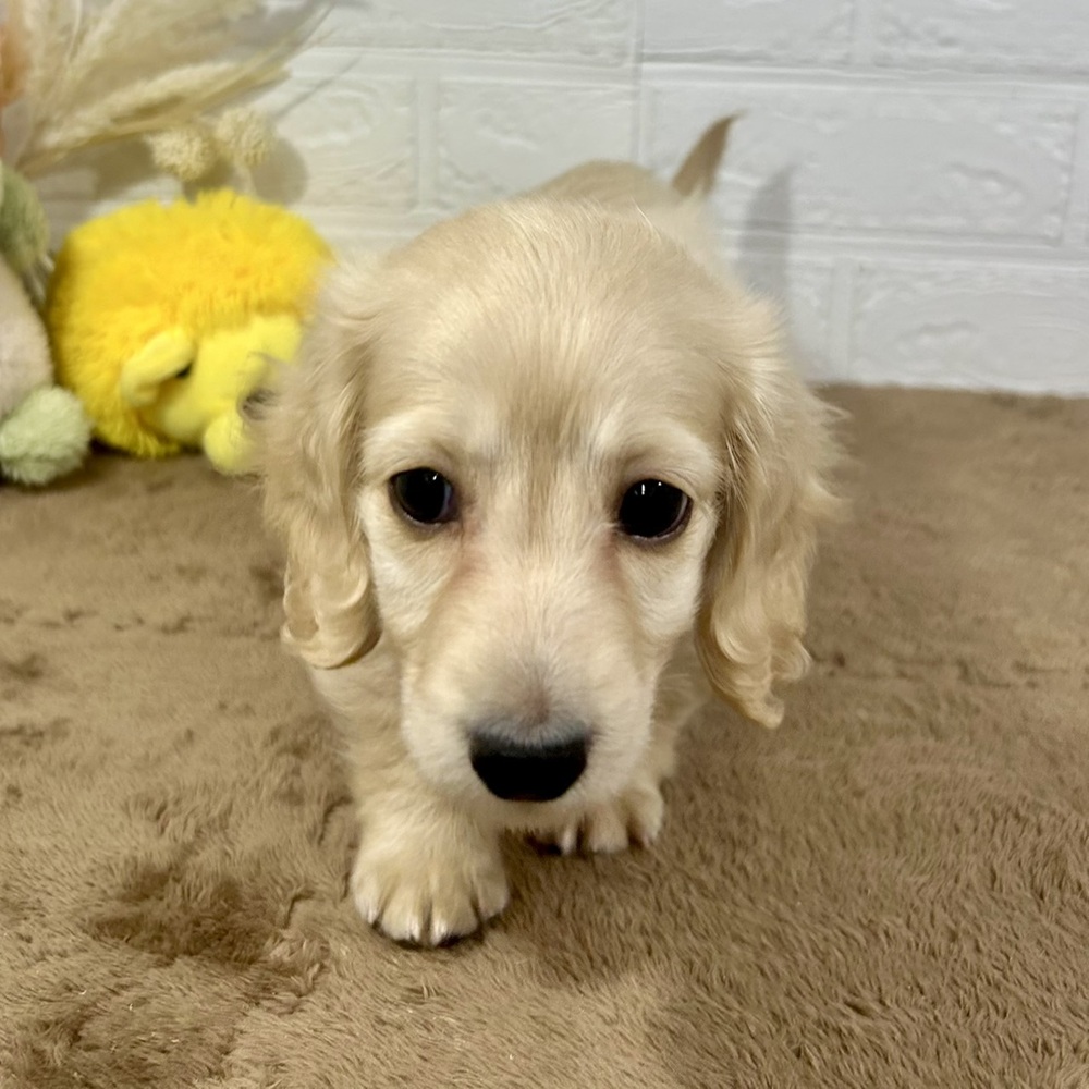 兵庫県のミニチュアダックスフンド(ロング) (犬の家＆猫の里ニッケパークタウン加古川店/2025年10月31日生まれ/男の子/イエロー)の子犬の4枚目の画像