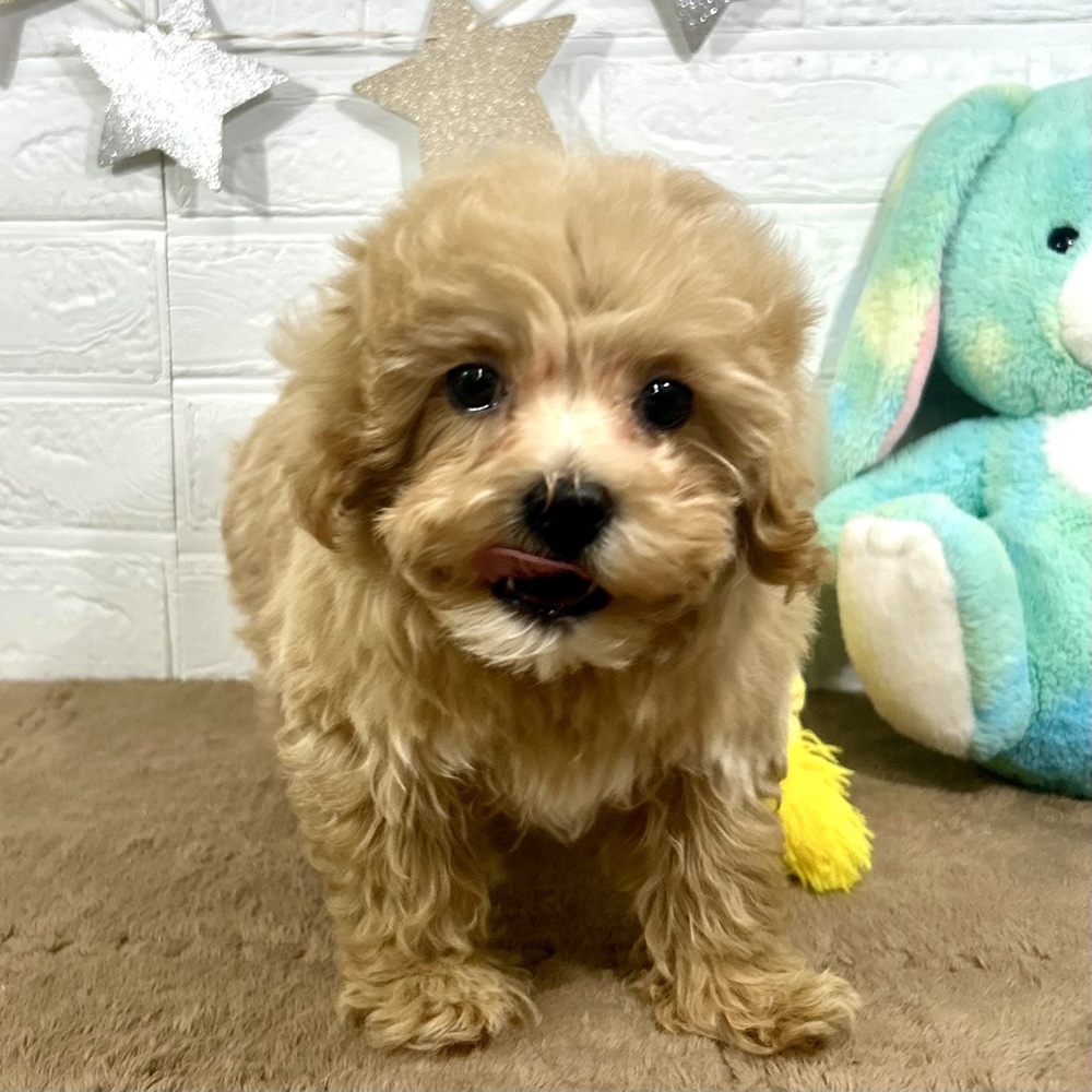 兵庫県のマルプー(マルチーズ×プードル) (犬の家＆猫の里ニッケパークタウン加古川店/2025年10月31日生まれ/男の子/アプリコットホワイト)の子犬の4枚目の画像