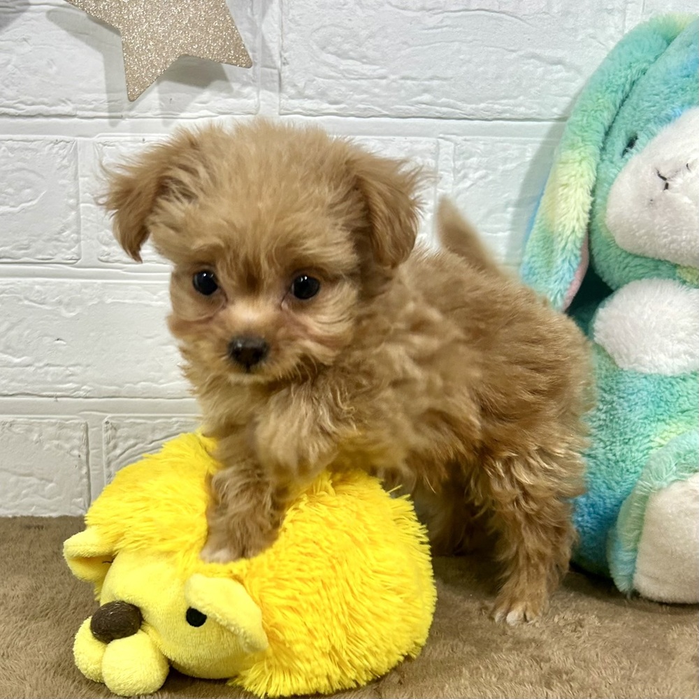 兵庫県のチワプー/プーチー(チワワ×プードル) (犬の家＆猫の里ニッケパークタウン加古川店/2025年10月31日生まれ/男の子/アプリコット)の子犬の4枚目の画像