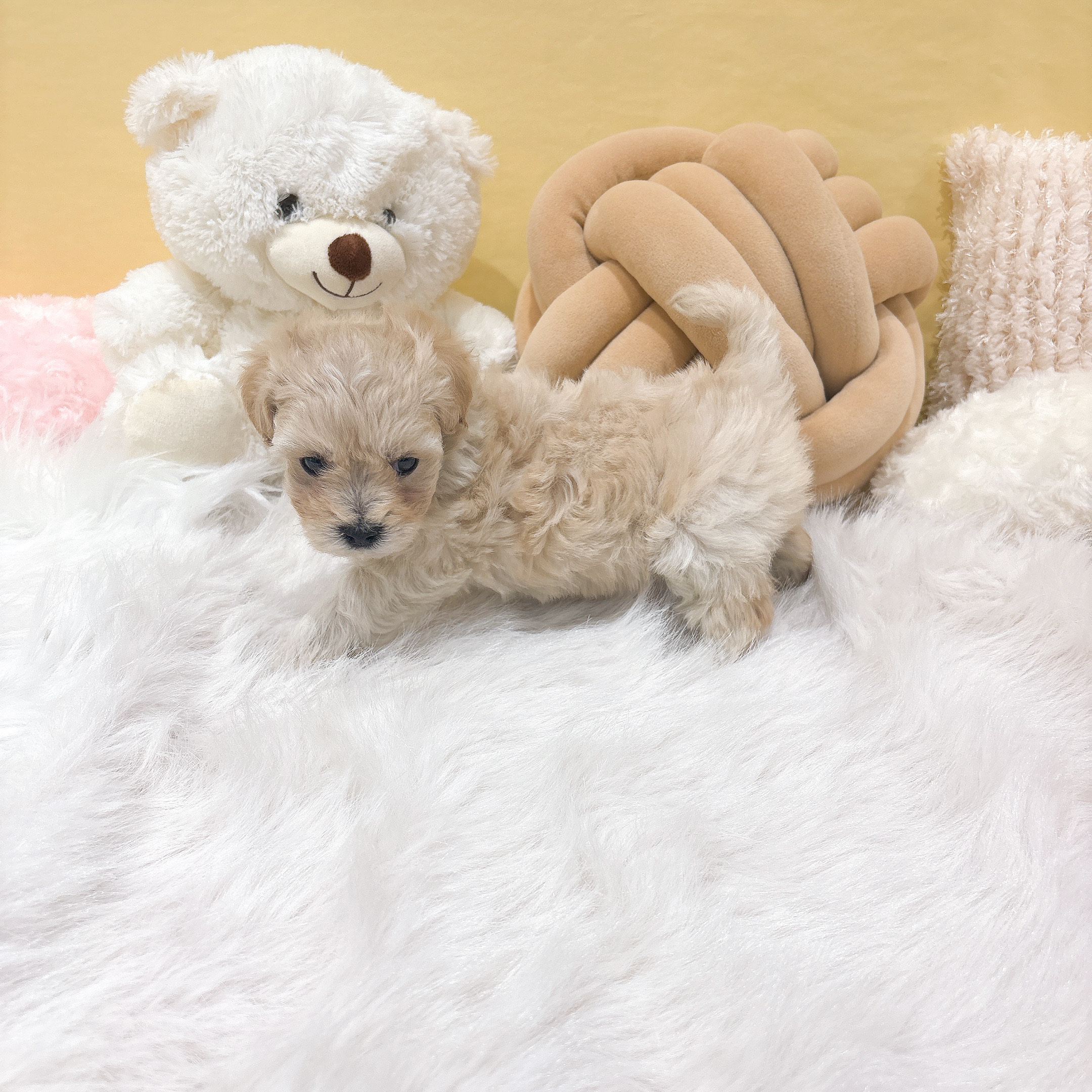 神奈川県のマルプー(マルチーズ×プードル) (犬の家＆猫の里元住吉ブレーメン通り店/2025年12月1日生まれ/女の子/クリーム)の子犬の4枚目の画像