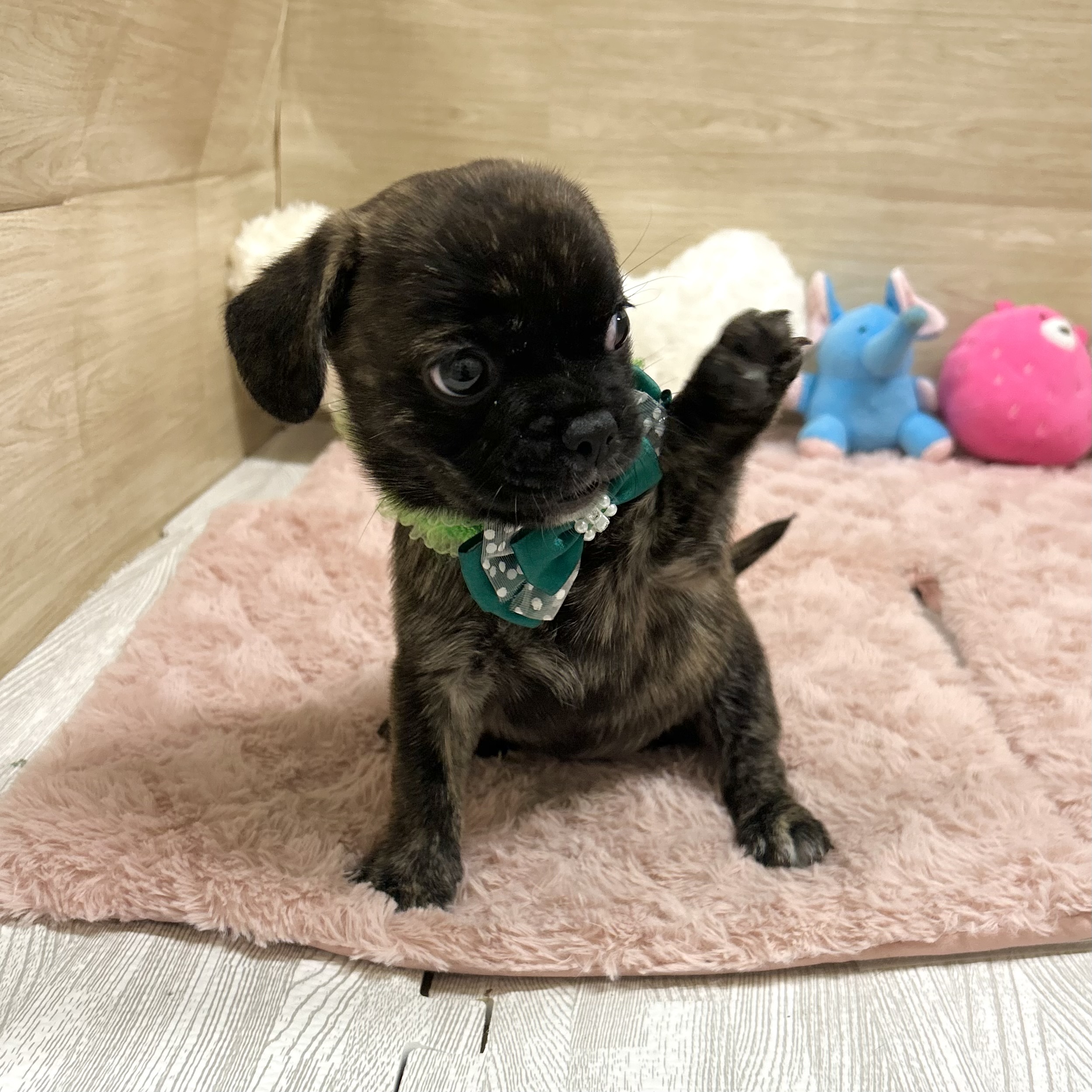 大阪府のハーフ犬・ミックス犬 (犬の家＆猫の里そよら東岸和田店/2025年6月24日生まれ/女の子/ブリンドルホワイト)の子犬の4枚目の画像