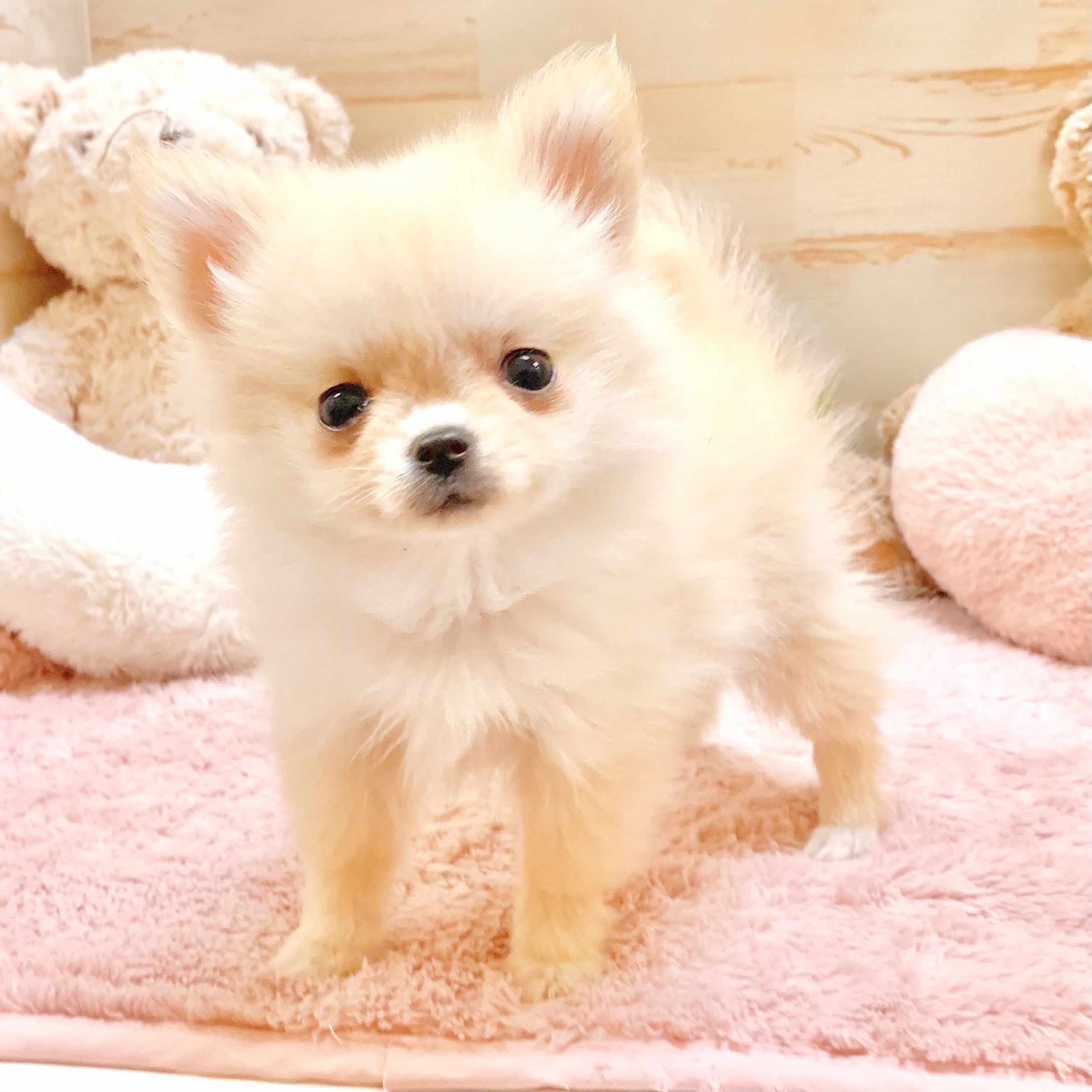 兵庫県のポメチワ/チワポメ/ポメチー(ポメラニアン×チワワ) (犬の家＆猫の里神戸店/2025年9月13日生まれ/女の子/クリーム)の子犬の4枚目の画像