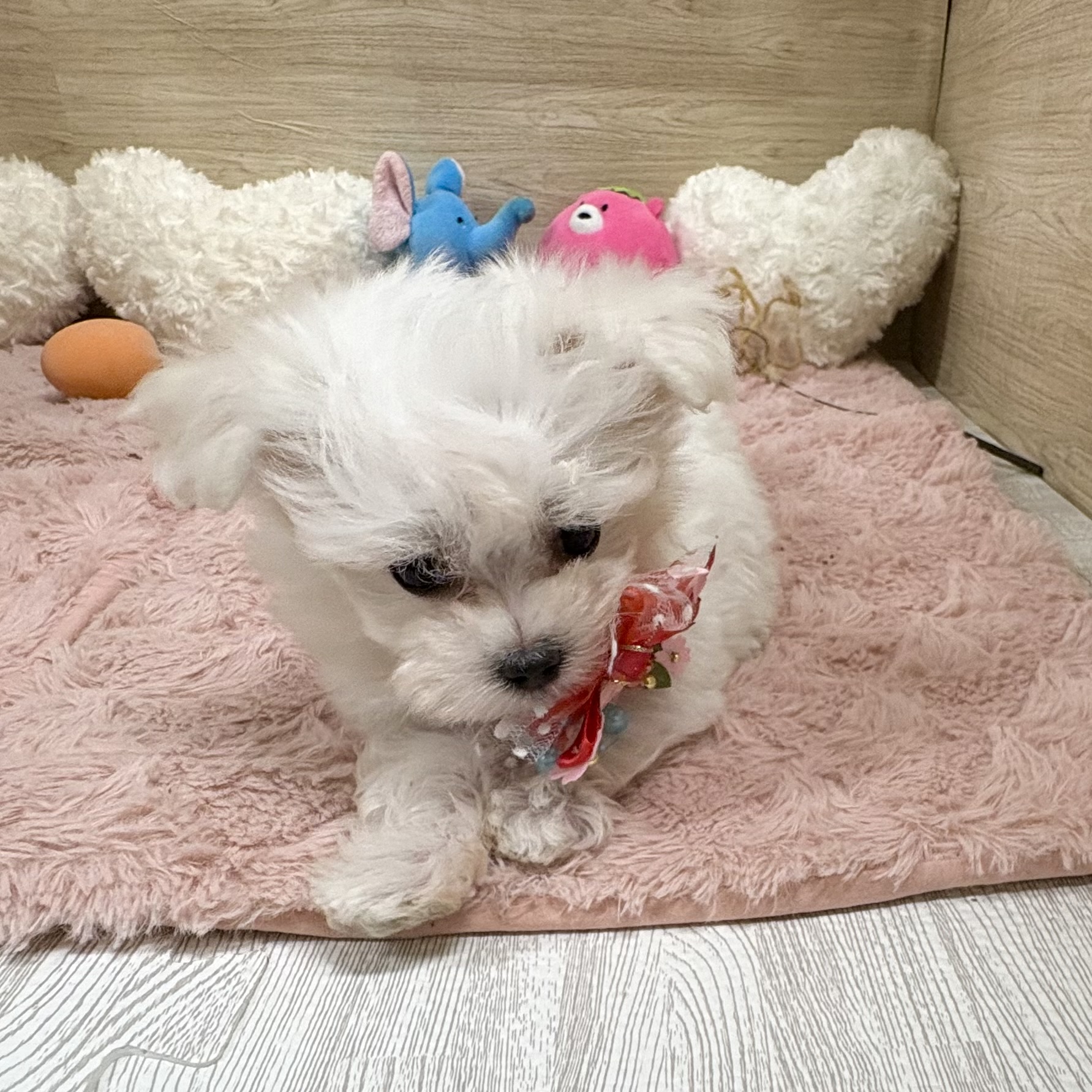 大阪府のマルチーズ (犬の家＆猫の里そよら東岸和田店/2025年7月27日生まれ/女の子/ホワイト)の子犬の4枚目の画像