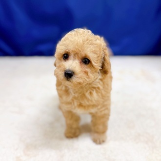 愛知県のトイプードル(トイ) (犬の家＆猫の里一宮店/2025年10月11日生まれ/男の子/アプリコット)の子犬の4枚目の画像