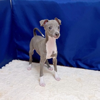 福岡県のイタリアングレーハウンド (犬の家＆猫の里くりえいと宗像店/2025年10月15日生まれ/男の子/ブルーホワイト)の子犬の4枚目の画像