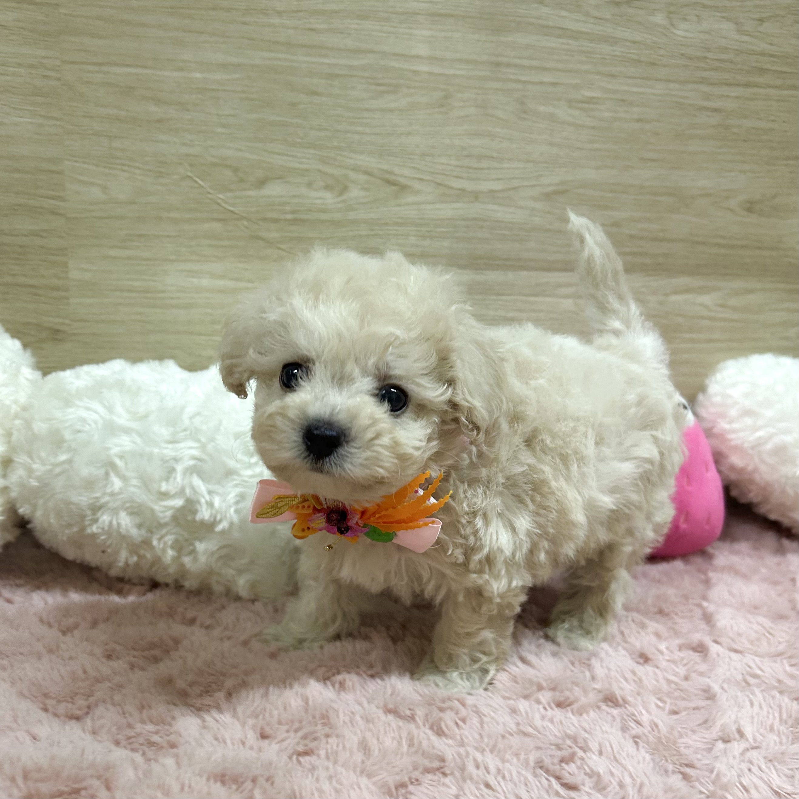 大阪府のビションプー(ビションフリーゼ×プードル) (犬の家＆猫の里そよら東岸和田店/2025年6月24日生まれ/男の子/クリーム)の子犬の4枚目の画像