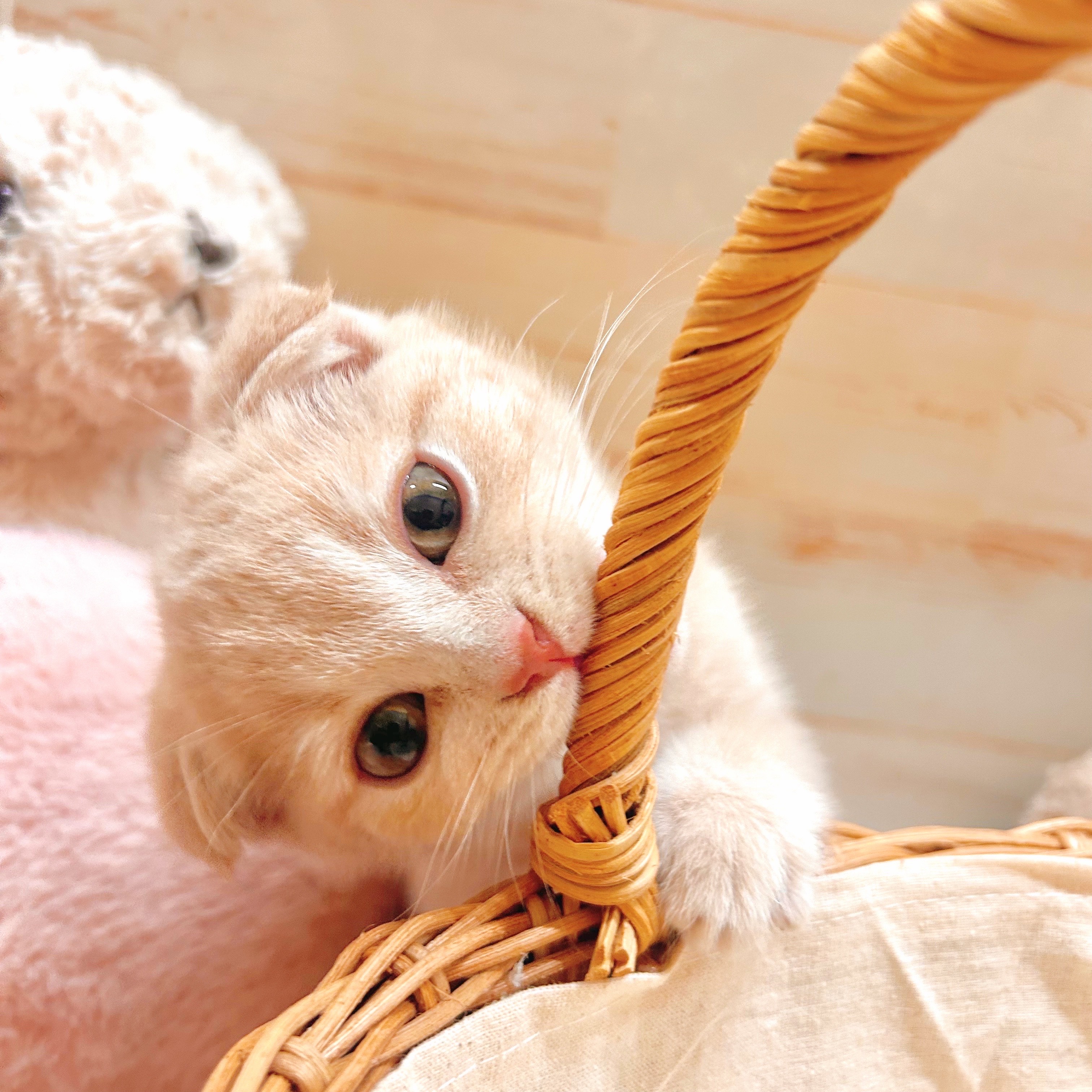 兵庫県のスコティッシュフォールド (犬の家＆猫の里神戸店/2025年7月13日生まれ/男の子/クリームタビー)の子猫の4枚目の画像