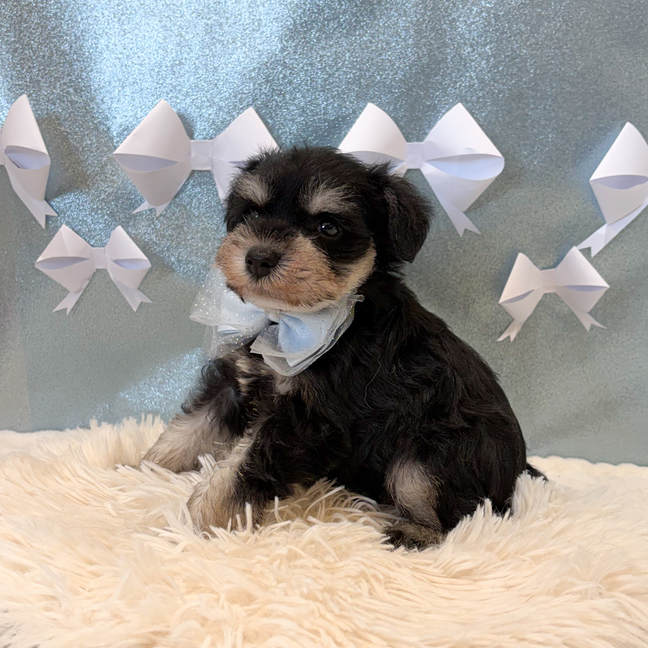 静岡県のミニチュアシュナウザー (犬の家＆猫の里富士店/2026年1月26日生まれ/男の子/ブラックシルバー)の子犬の4枚目の画像