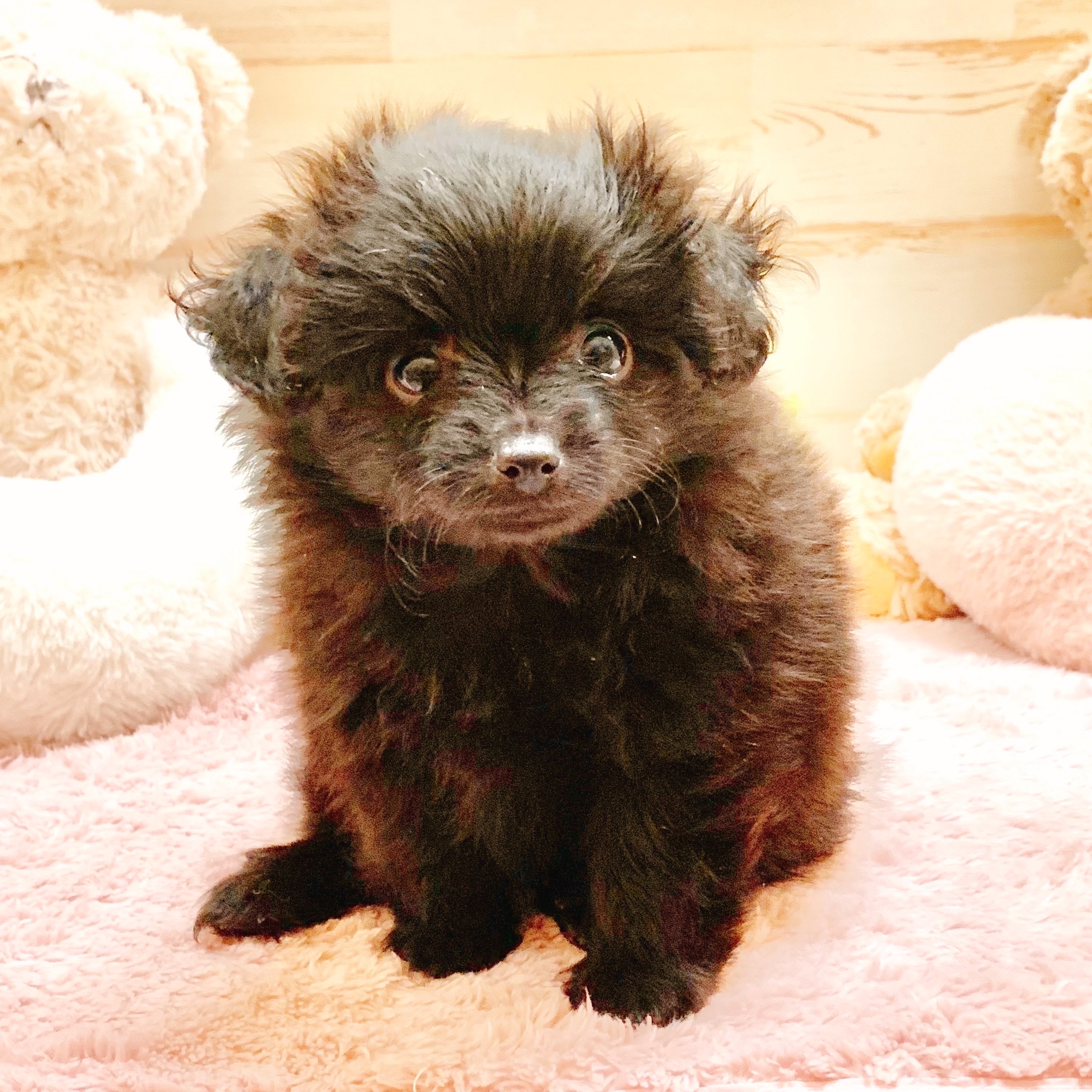 兵庫県のポメプー(ポメラニアン×プードル) (犬の家＆猫の里神戸店/2025年9月14日生まれ/女の子/ブラック)の子犬の4枚目の画像