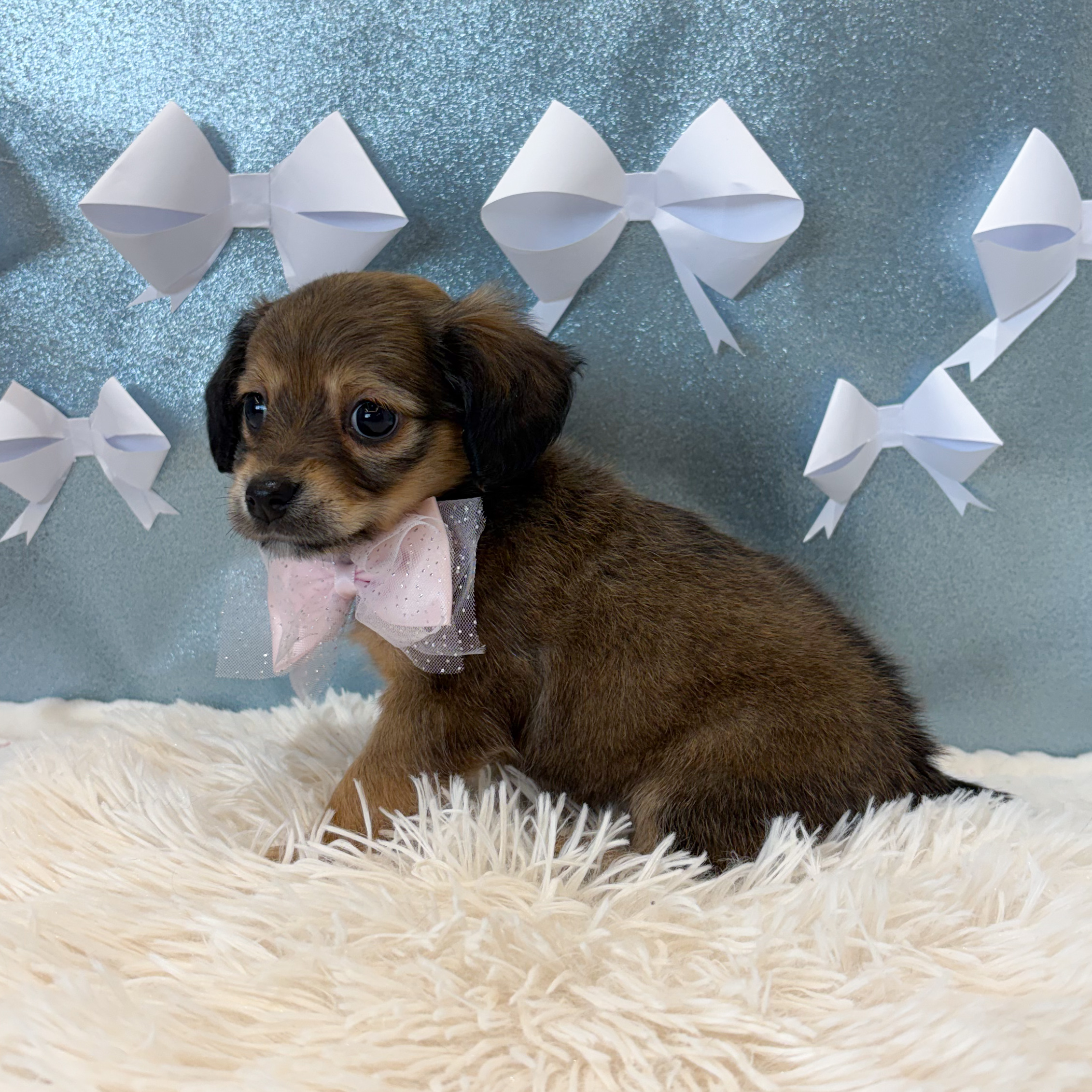 静岡県のチワックス(チワワ×ダックス) (犬の家＆猫の里富士店/2026年1月22日生まれ/女の子/シェーデットイエロー)の子犬の4枚目の画像