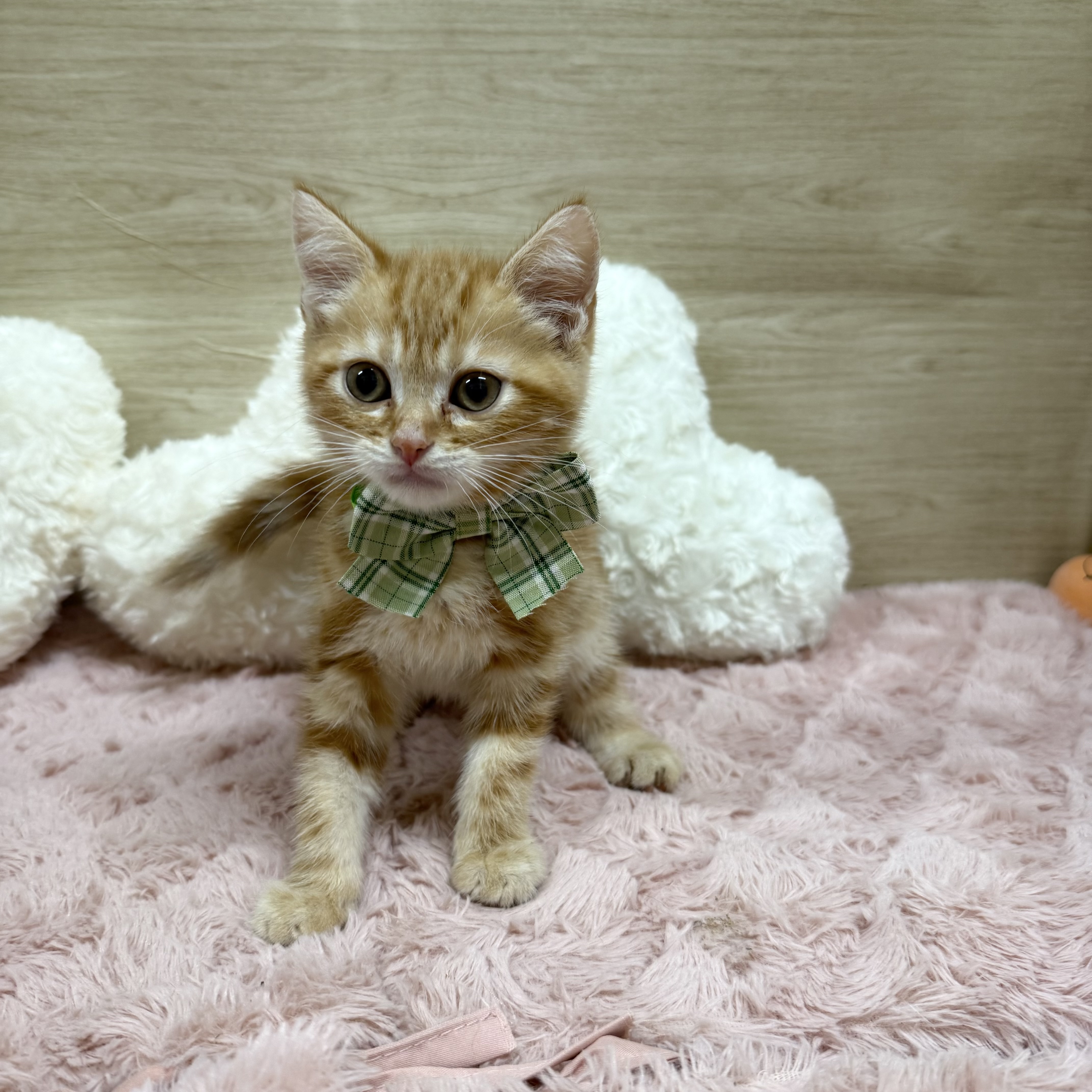 大阪府のアメリカンショートヘアー (犬の家＆猫の里そよら東岸和田店/2025年7月8日生まれ/男の子/レッドタビー)の子猫の1枚目の画像