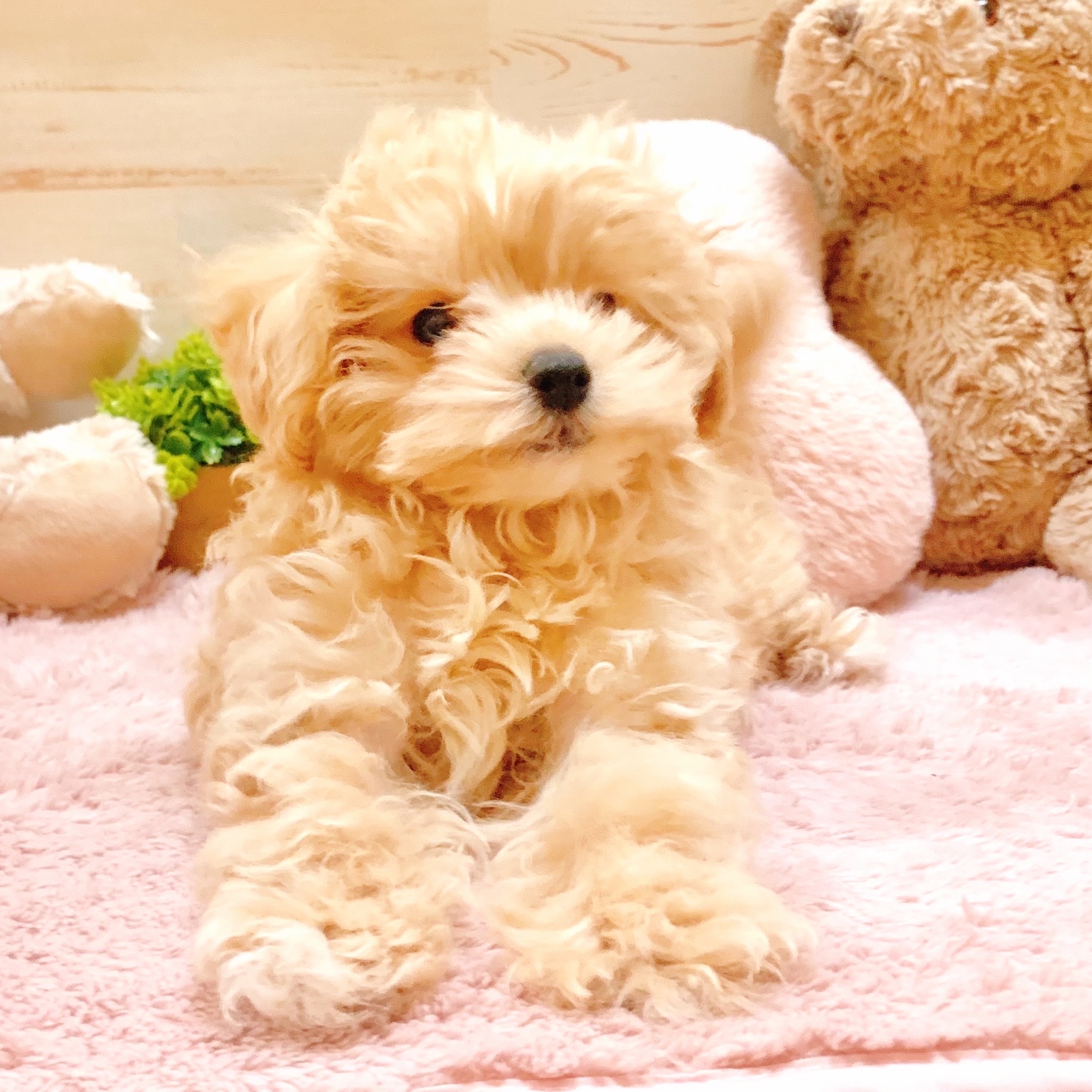 兵庫県のマルプー(マルチーズ×プードル) (犬の家＆猫の里神戸店/2025年8月30日生まれ/男の子/クリーム)の子犬の4枚目の画像