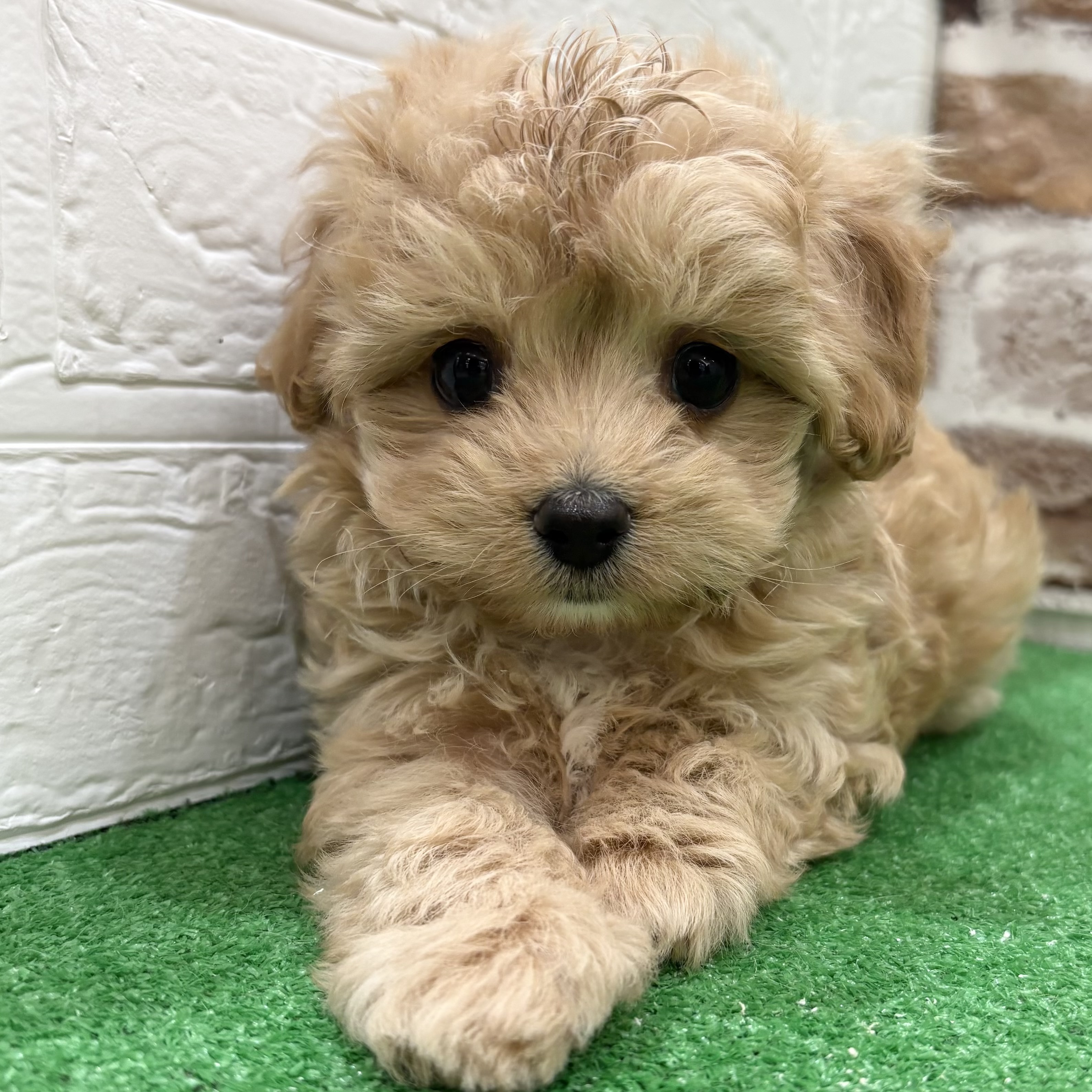 三重県のマルプー(マルチーズ×プードル) (犬の家＆猫の里三重桑名店/2025年9月24日生まれ/男の子/アプリコット)の子犬の4枚目の画像
