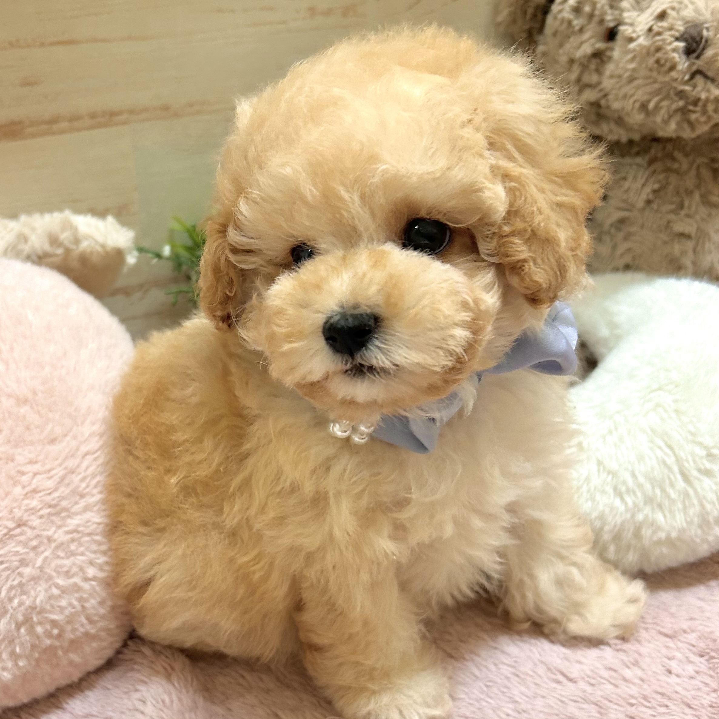 兵庫県のトイプードル(タイニー) (犬の家＆猫の里神戸店/2026年1月25日生まれ/男の子/ペールフォーン)の子犬の4枚目の画像