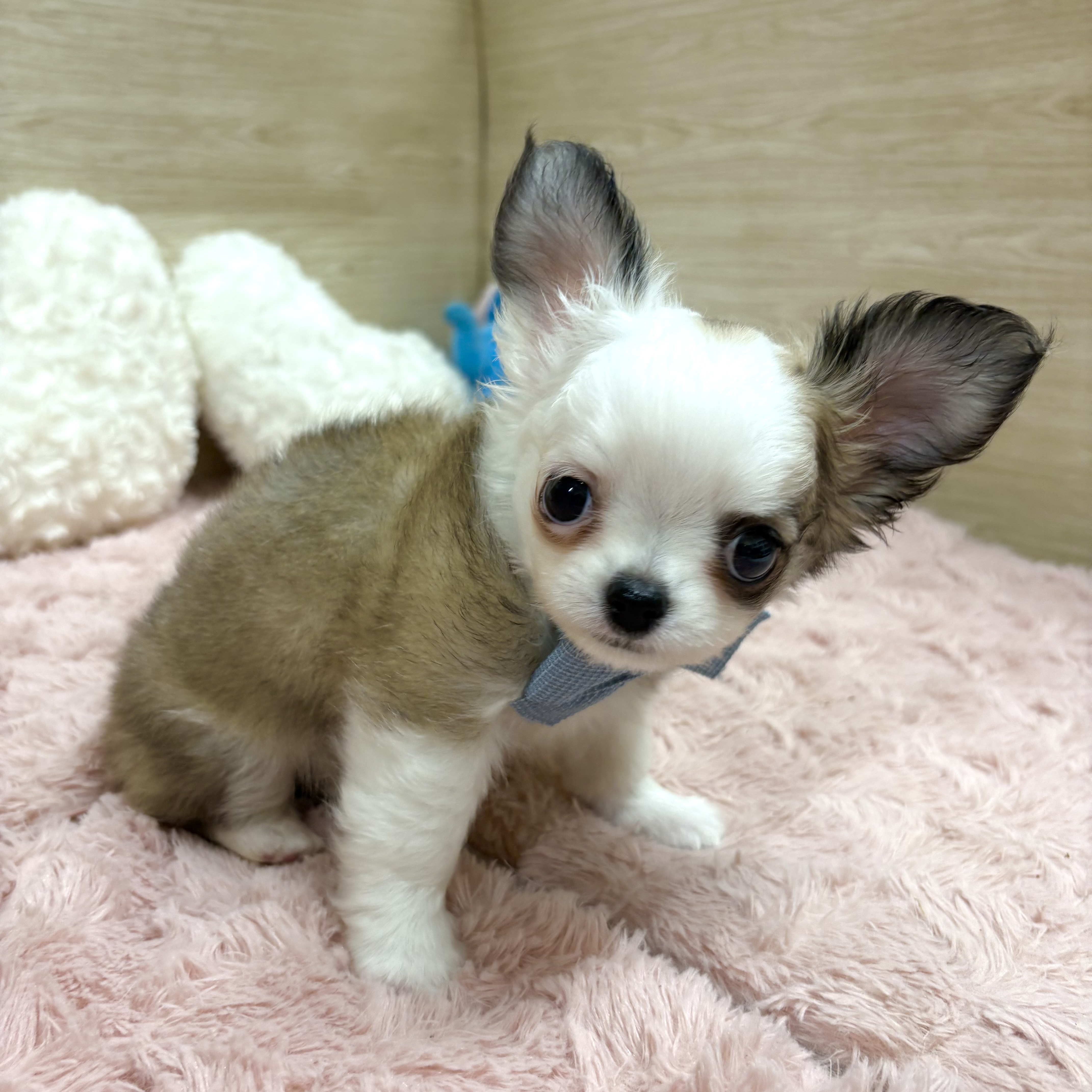 大阪府のチワワ(ロング) (犬の家＆猫の里そよら東岸和田店/2025年8月3日生まれ/男の子/レッドホワイト)の子犬の4枚目の画像