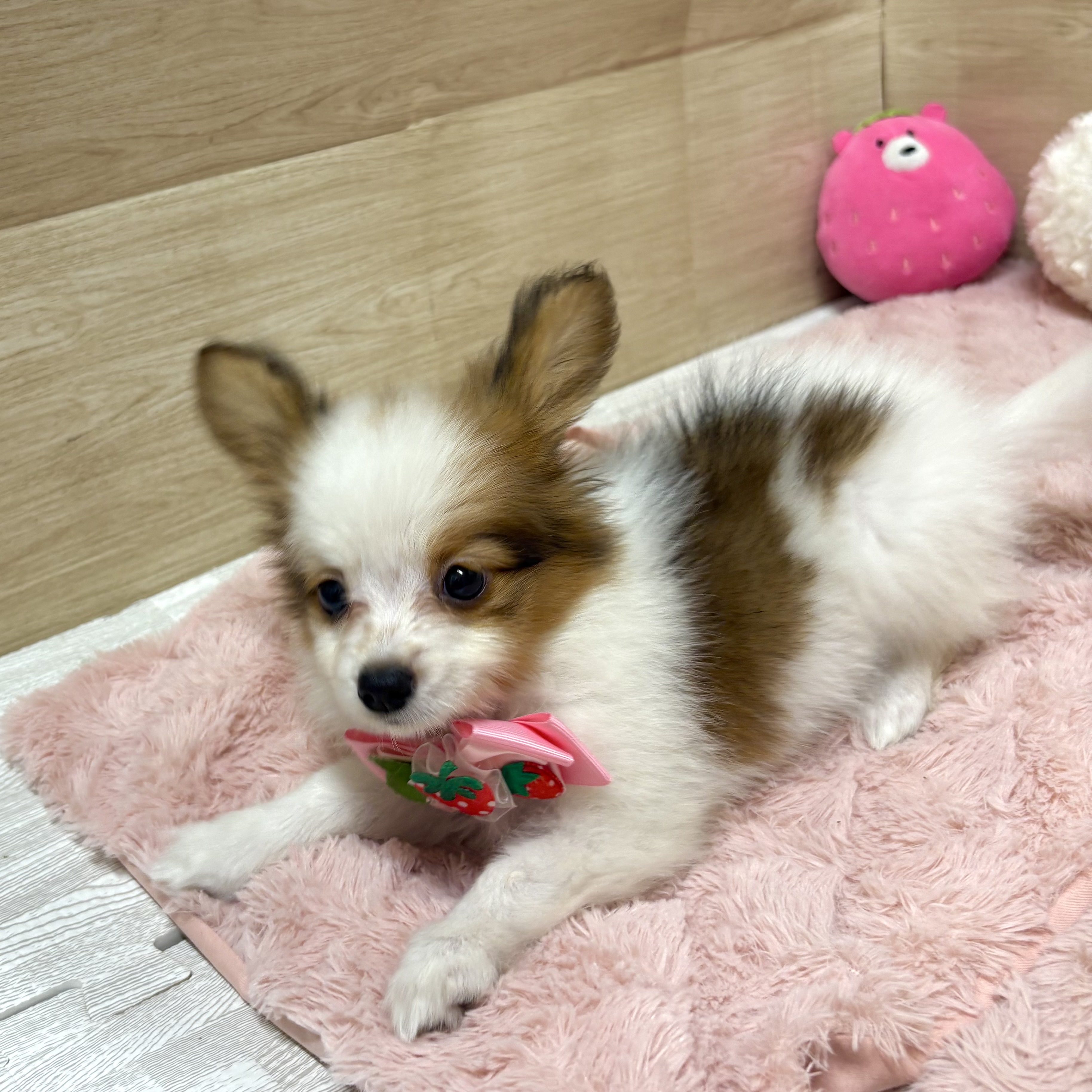 大阪府のパピヨン (犬の家＆猫の里そよら東岸和田店/2025年8月1日生まれ/女の子/レッドホワイト)の子犬の4枚目の画像