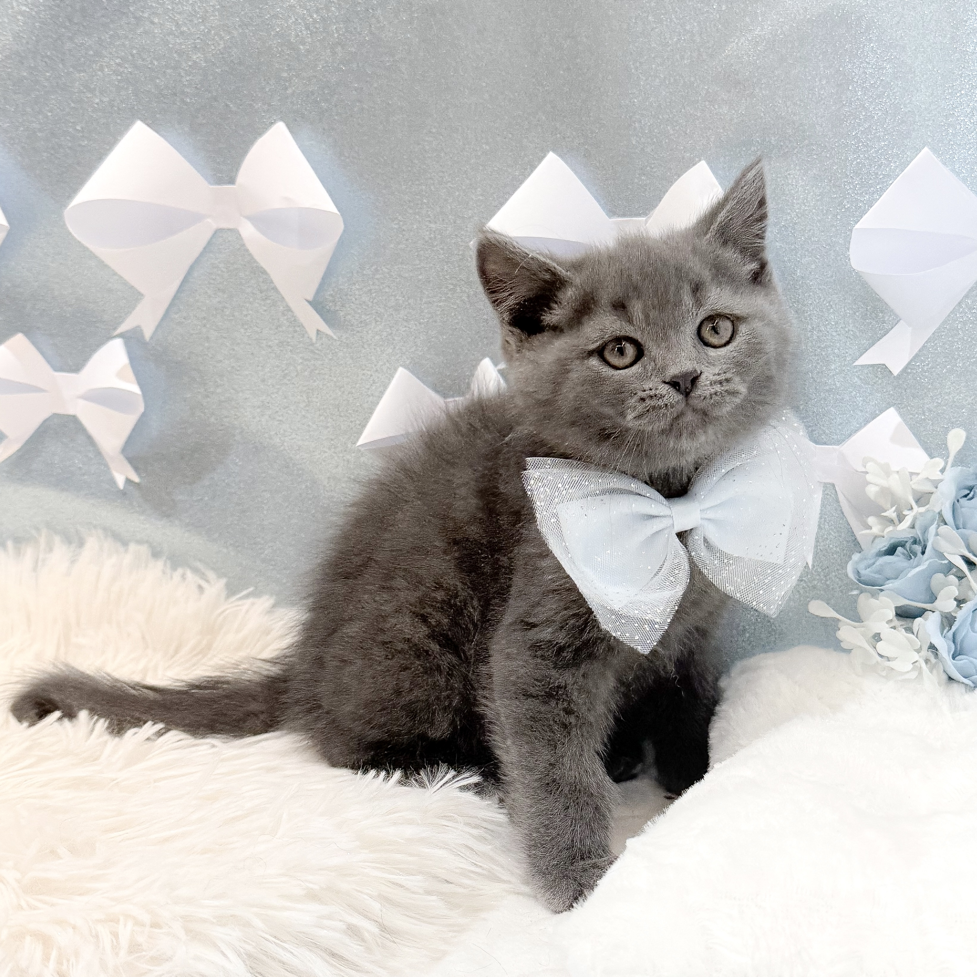 静岡県のブリティッシュショートヘアー (犬の家＆猫の里富士店/2026年1月11日生まれ/男の子/ブルーホワイト)の子猫の4枚目の画像