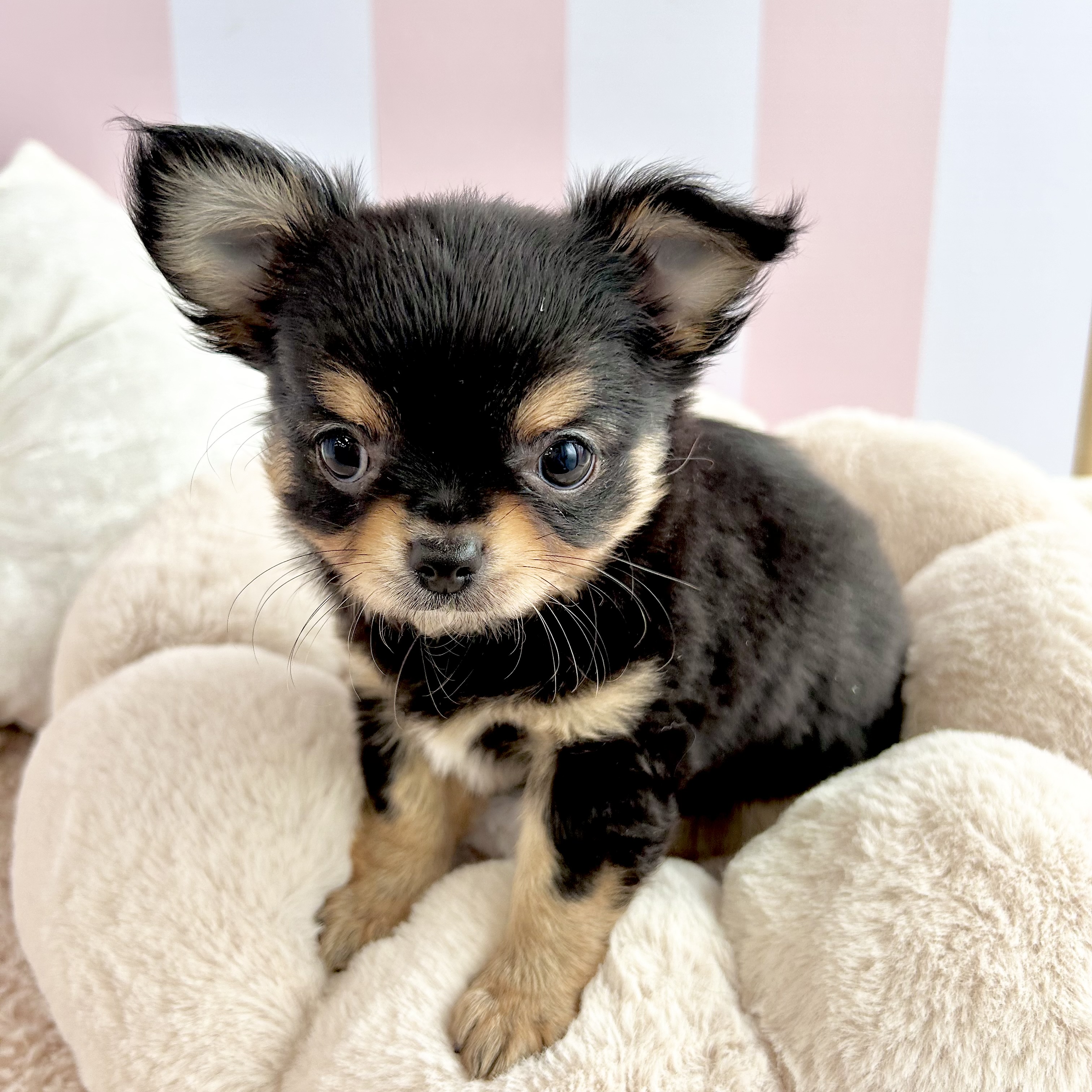 岡山県のチワワ(ロング) (犬の家&猫の里倉敷中庄店/2025年8月31日生まれ/女の子/ブラックタン)の子犬の4枚目の画像