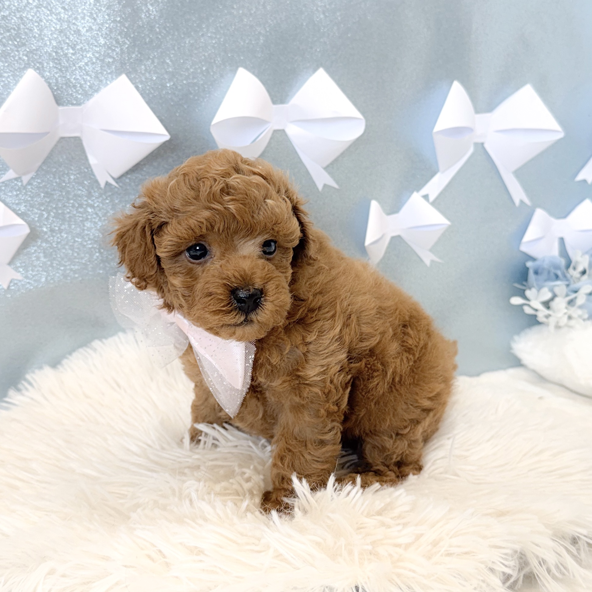 静岡県のトイプードル(トイ) (犬の家＆猫の里富士店/2026年1月20日生まれ/女の子/レッド)の子犬の4枚目の画像