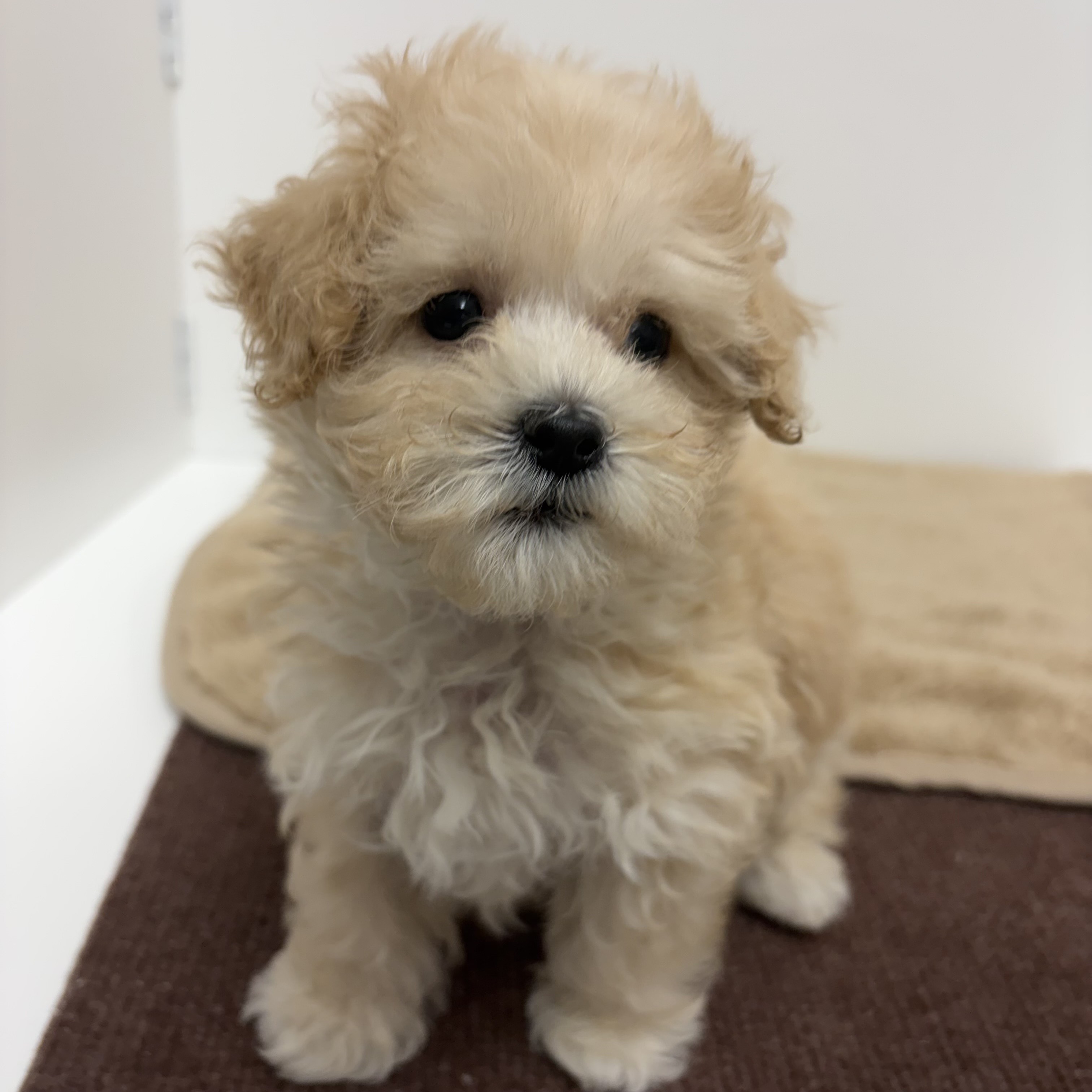 神奈川県のマルプー(マルチーズ×プードル) (犬の家＆猫の里相模原店/2025年10月13日生まれ/男の子/アプリコット)の子犬の4枚目の画像