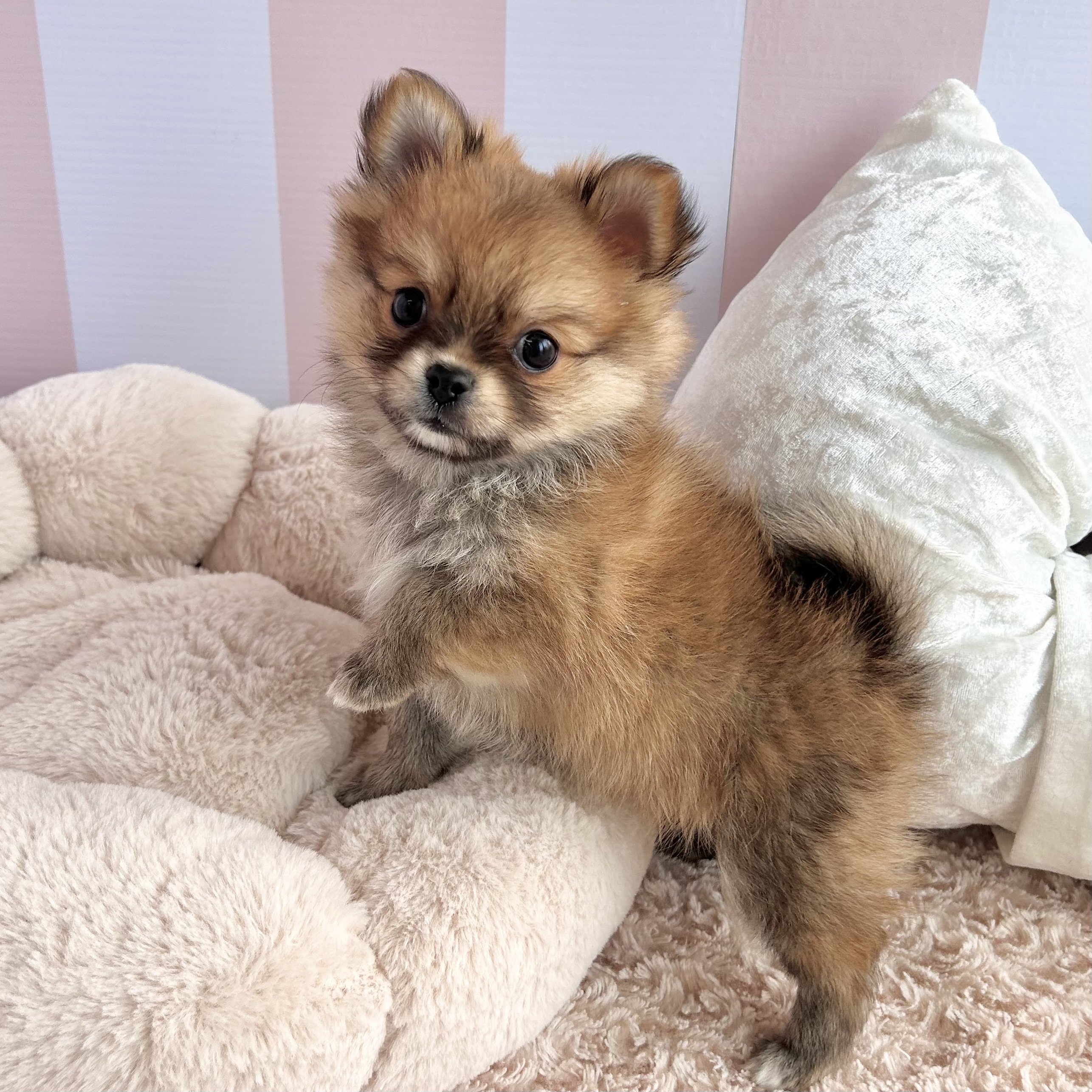 岡山県のポメチワ/チワポメ/ポメチー(ポメラニアン×チワワ) (犬の家＆猫の里倉敷中庄店/2025年8月29日生まれ/女の子/オレンジ)の子犬の4枚目の画像