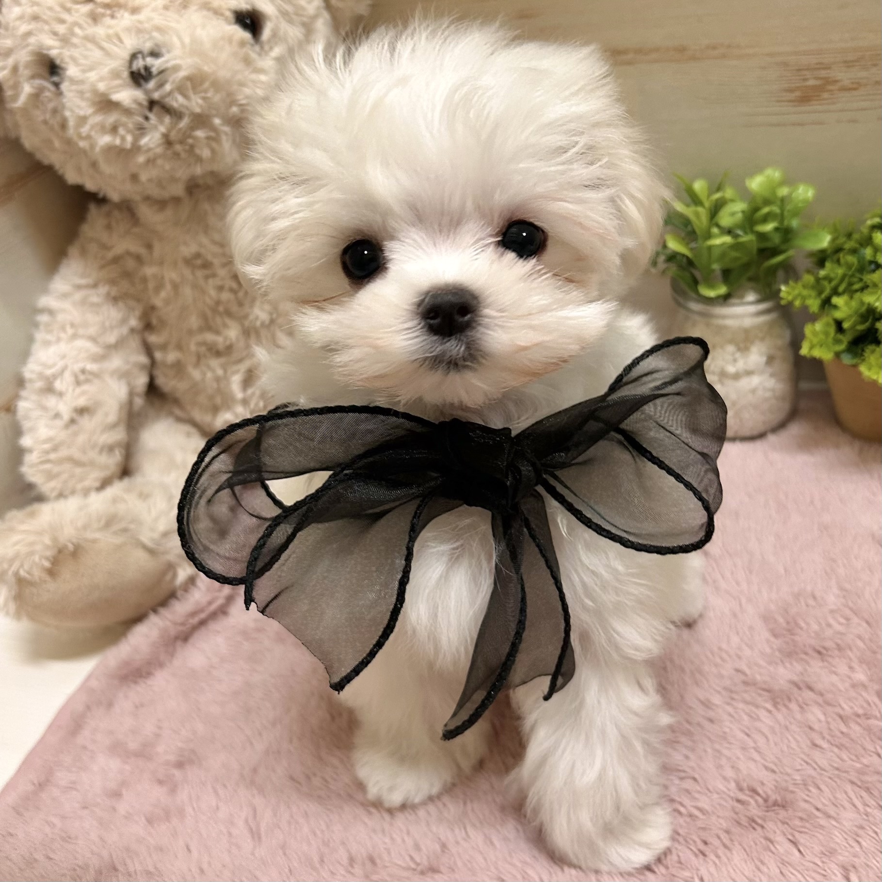 兵庫県のマルチーズ (犬の家＆猫の里神戸店/2026年1月20日生まれ/女の子/ホワイト)の子犬の4枚目の画像