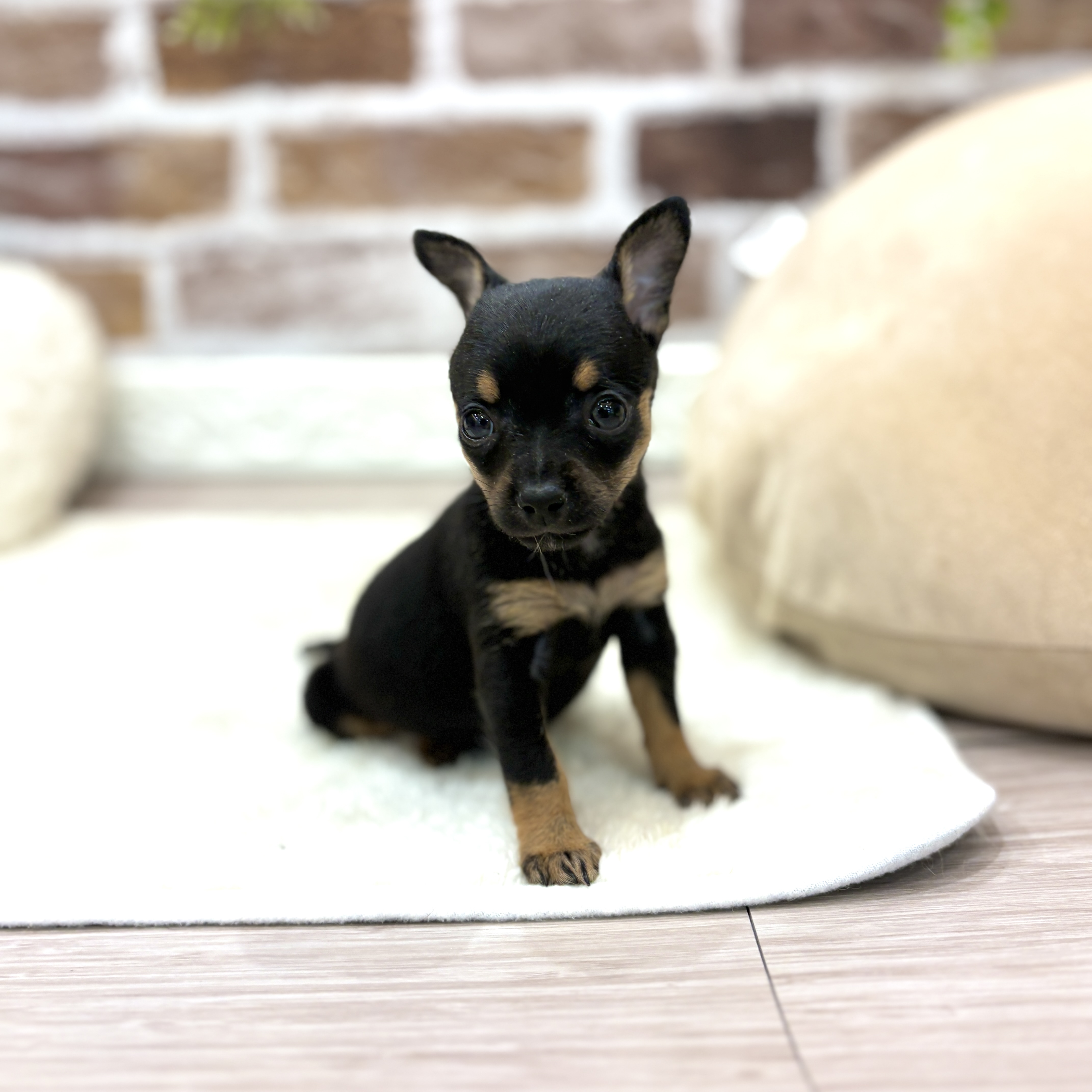 三重県のチワピン(チワワ×ミニチュアピンシャー) (犬の家＆猫の里三重桑名店/2026年6月30日生まれ/女の子/ブラックタン)の子犬の4枚目の画像