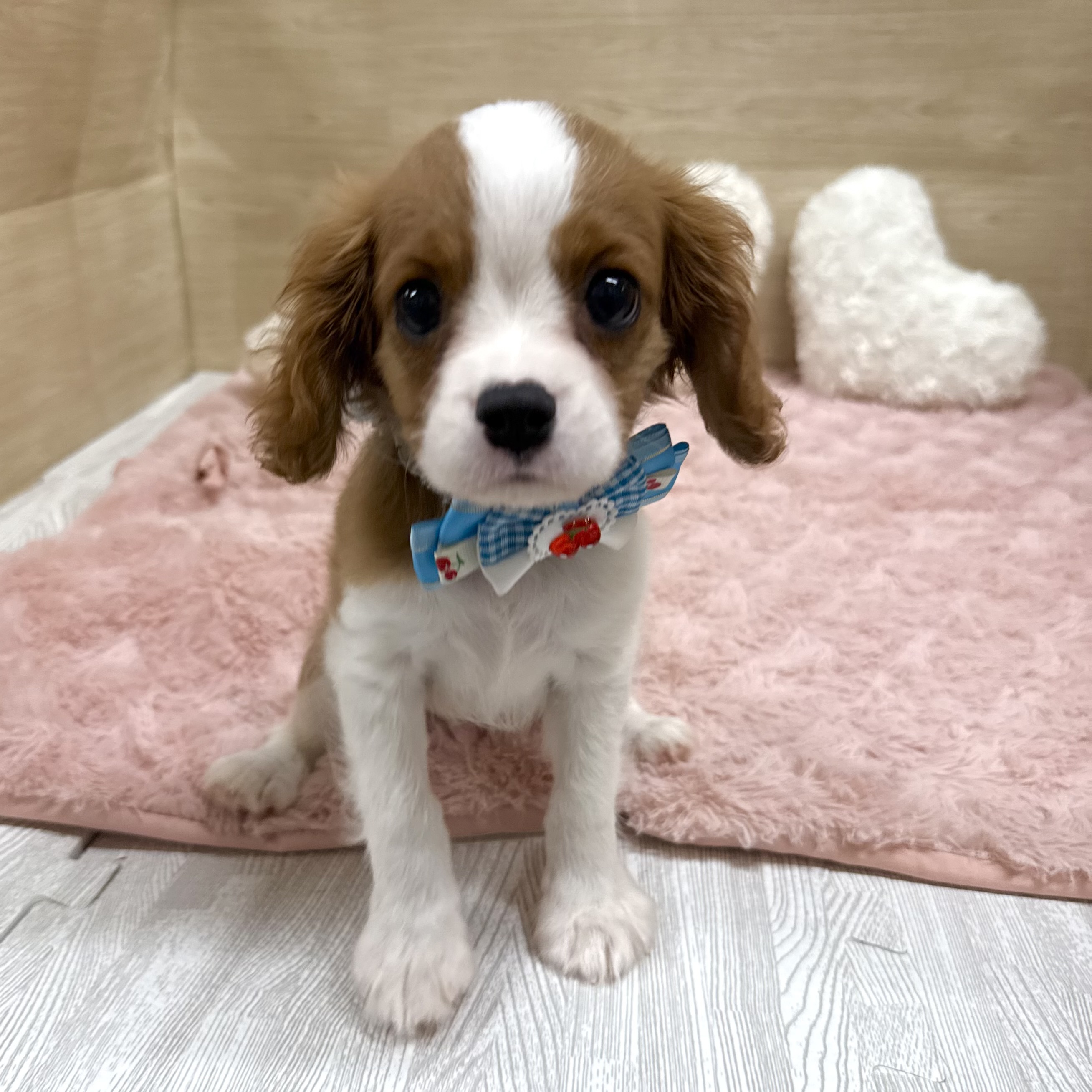 大阪府のキャバリアキングチャールズスパニエル (犬の家＆猫の里そよら東岸和田店/2025年7月14日生まれ/男の子/ブレンハイム)の子犬の4枚目の画像
