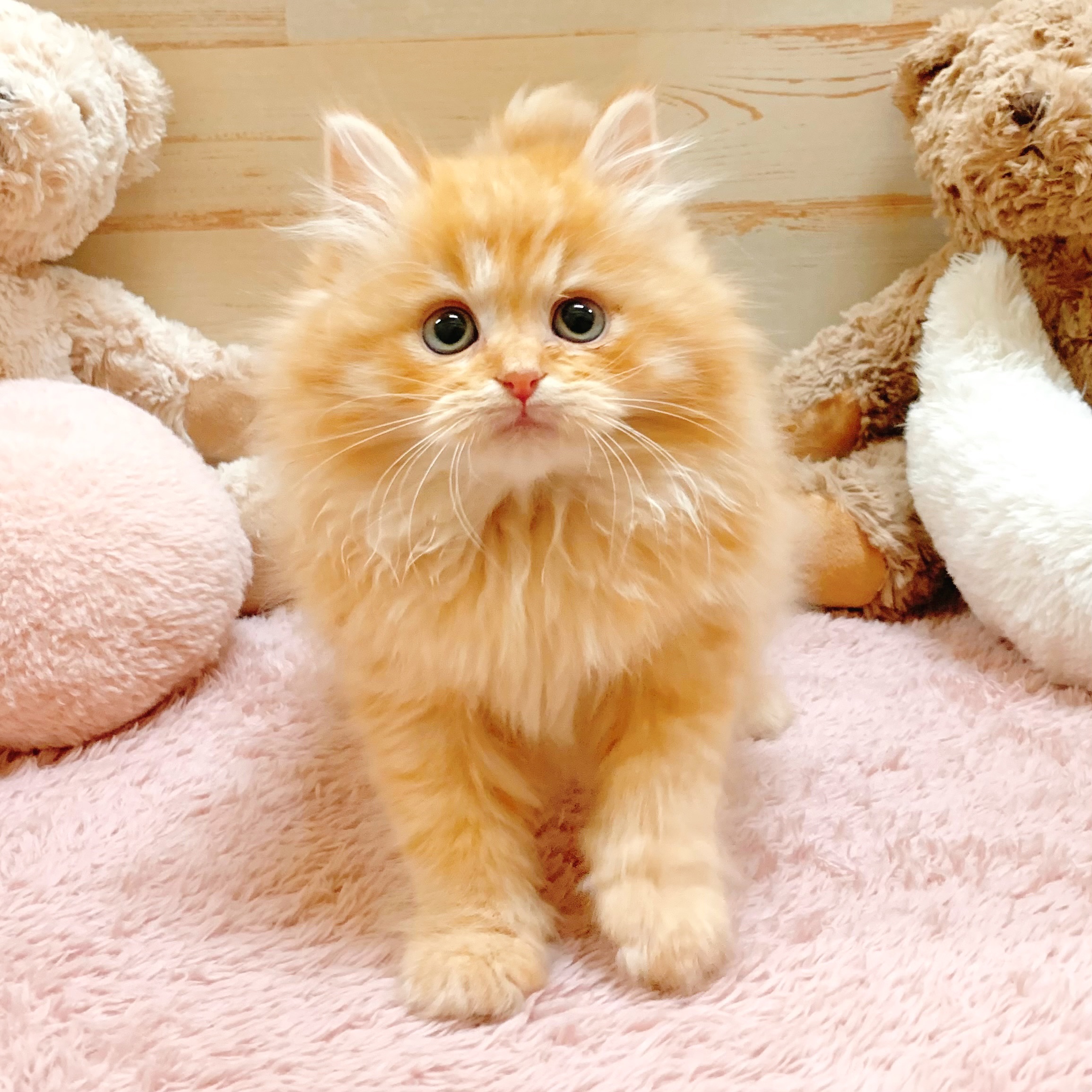 兵庫県のラガマフィン (犬の家＆猫の里神戸店/2025年12月19日生まれ/男の子/レッドタビーホワイト)の子猫の4枚目の画像