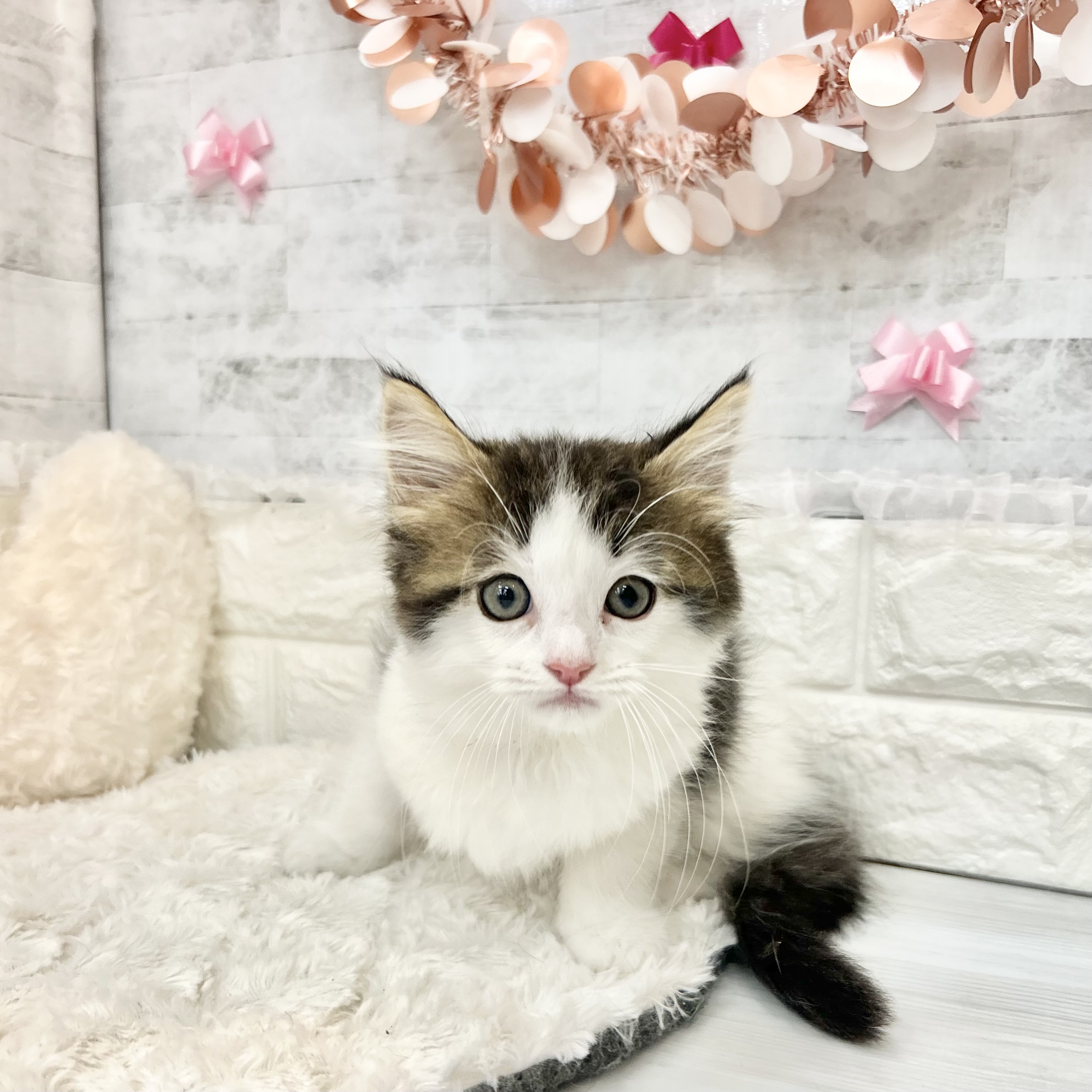 静岡県のマンチカン (犬の家＆猫の里プレ葉ウォーク浜北店/2026年3月19日生まれ/男の子/ブラウンタビーホワイト)の子猫の4枚目の画像