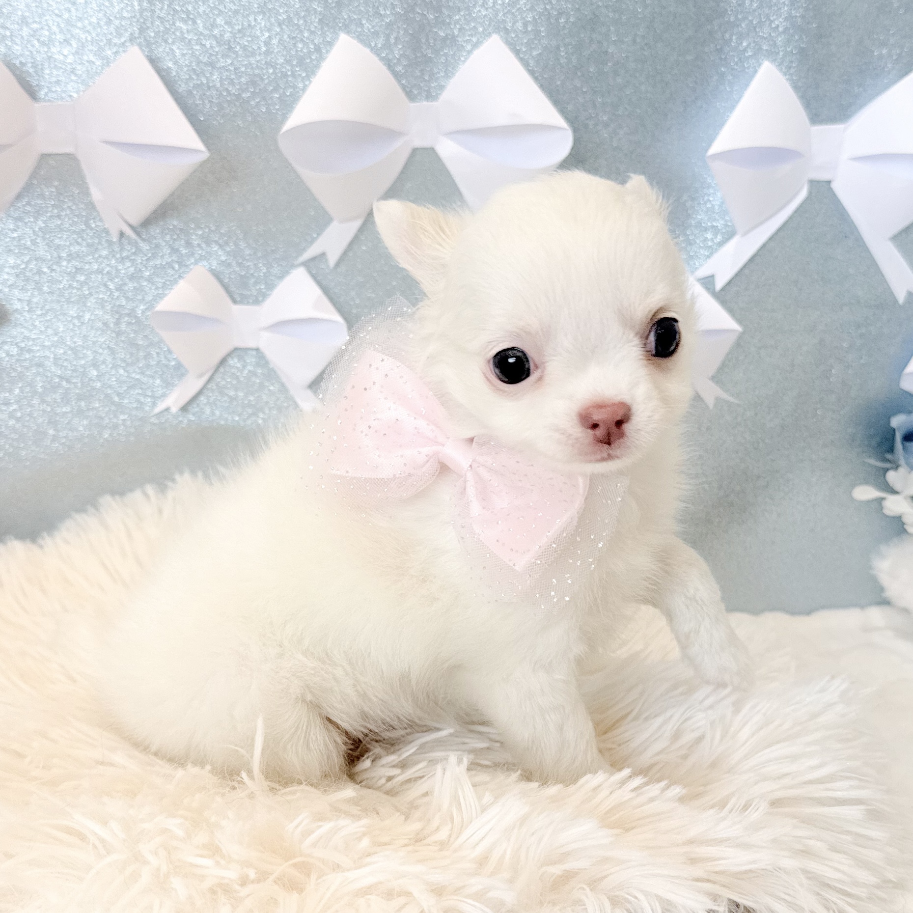 静岡県のチワワ(ロング) (犬の家＆猫の里富士店/2026年1月20日生まれ/女の子/ホワイトクリーム)の子犬の4枚目の画像