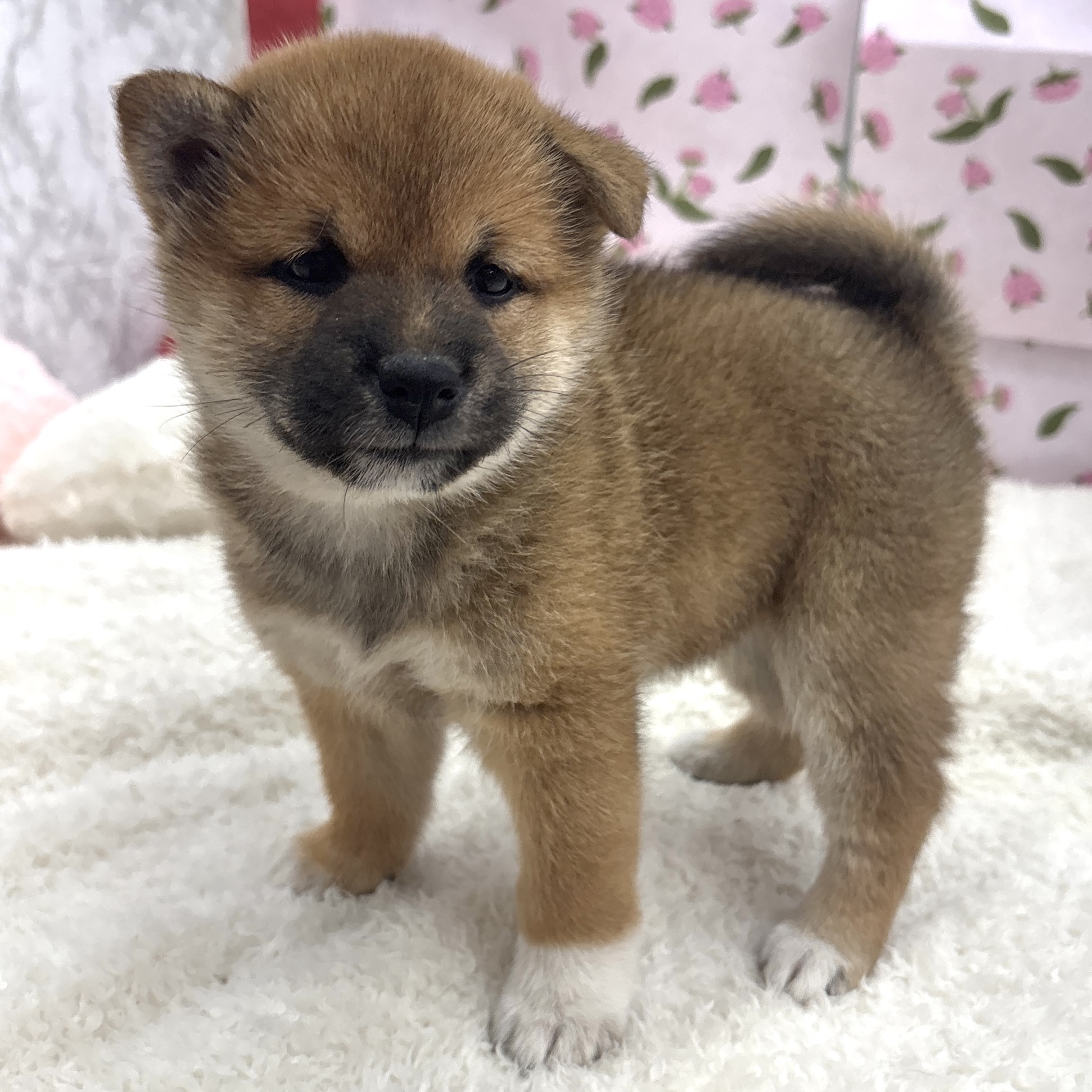 愛知県の柴犬(標準サイズ) (犬の家＆猫の里エアポートウォーク店/2026年8月24日生まれ/女の子/赤)の子犬の4枚目の画像