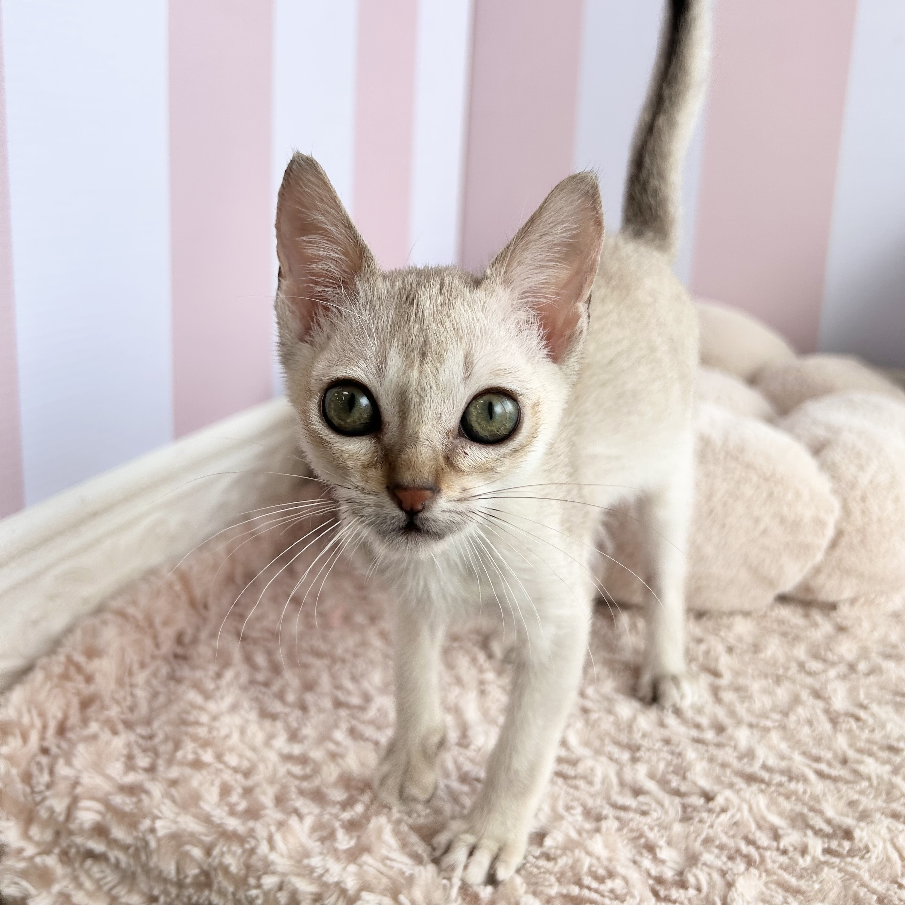 岡山県のシンガプーラ (犬の家＆猫の里倉敷中庄店/2025年8月6日生まれ/男の子/セピアアグーティ)の子猫の4枚目の画像