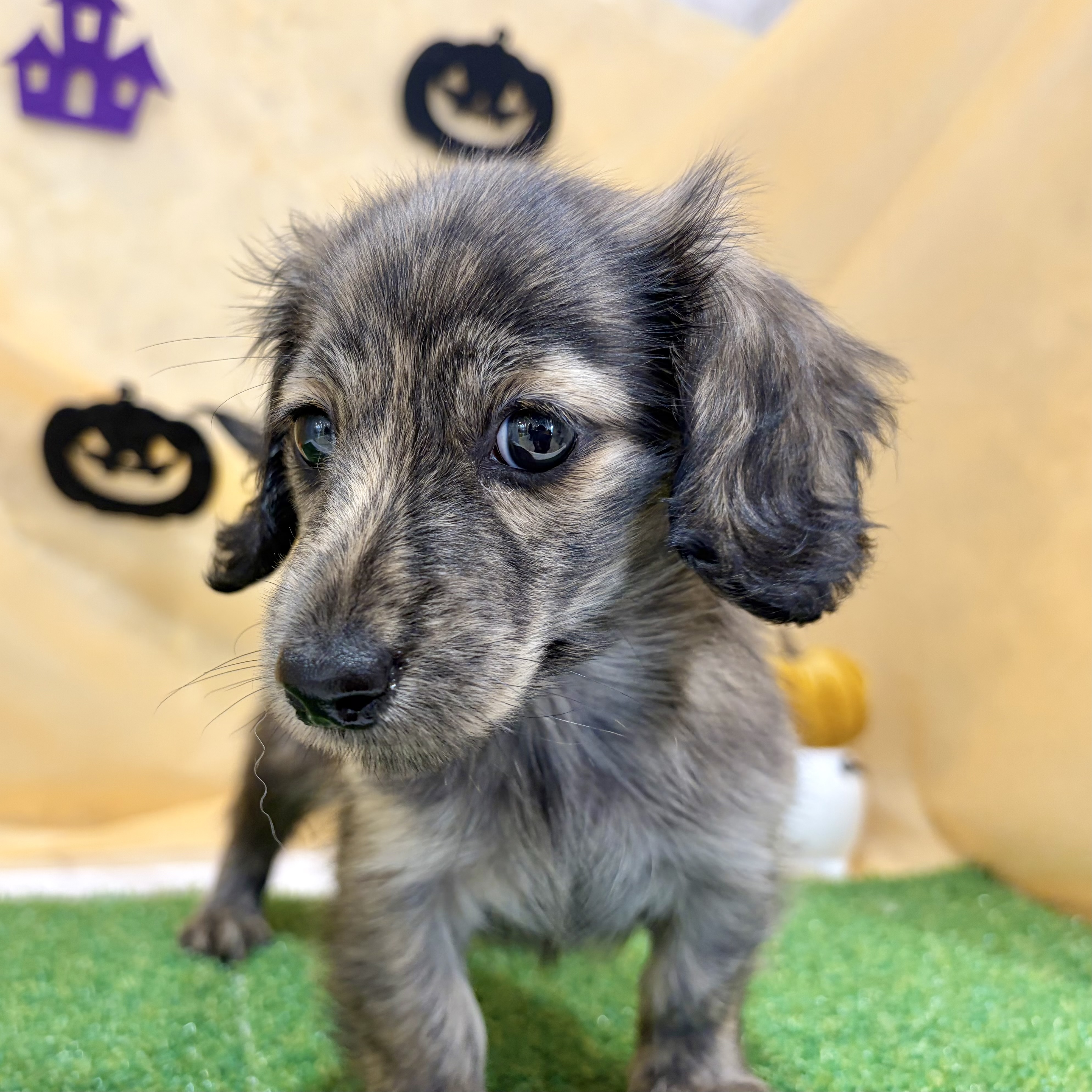 福岡県のミニチュアダックスフンド(ロング) (犬の家＆猫の里くりえいと宗像店/2026年7月20日生まれ/女の子/ブリンドル)の子犬の4枚目の画像