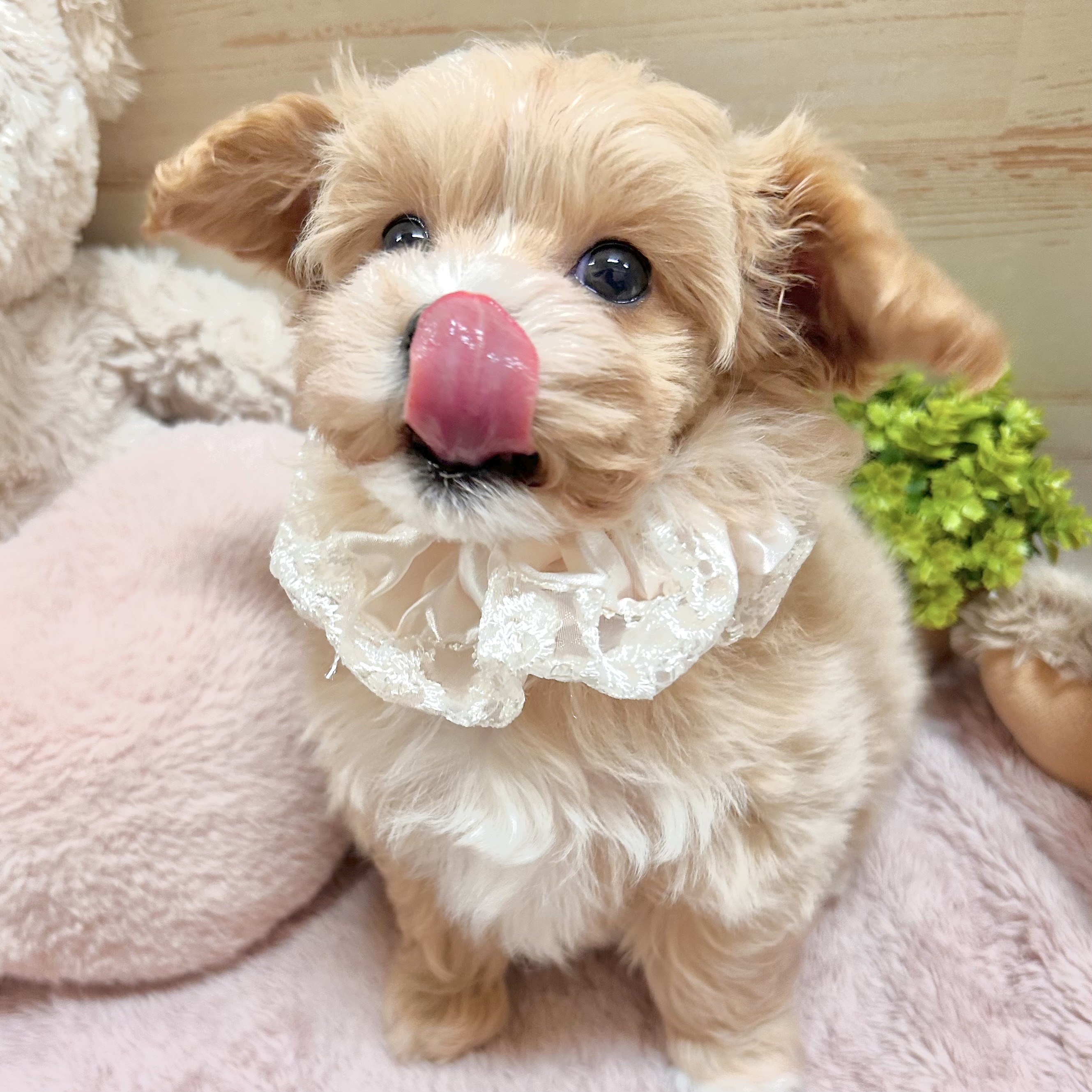 兵庫県のマルプー(マルチーズ×プードル) (犬の家＆猫の里神戸店/2026年1月24日生まれ/女の子/クリーム)の子犬の4枚目の画像