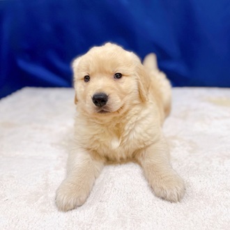 愛知県のゴールデンレトリバー (犬の家＆猫の里一宮店/2025年10月18日生まれ/男の子/ゴールデン)の子犬の4枚目の画像