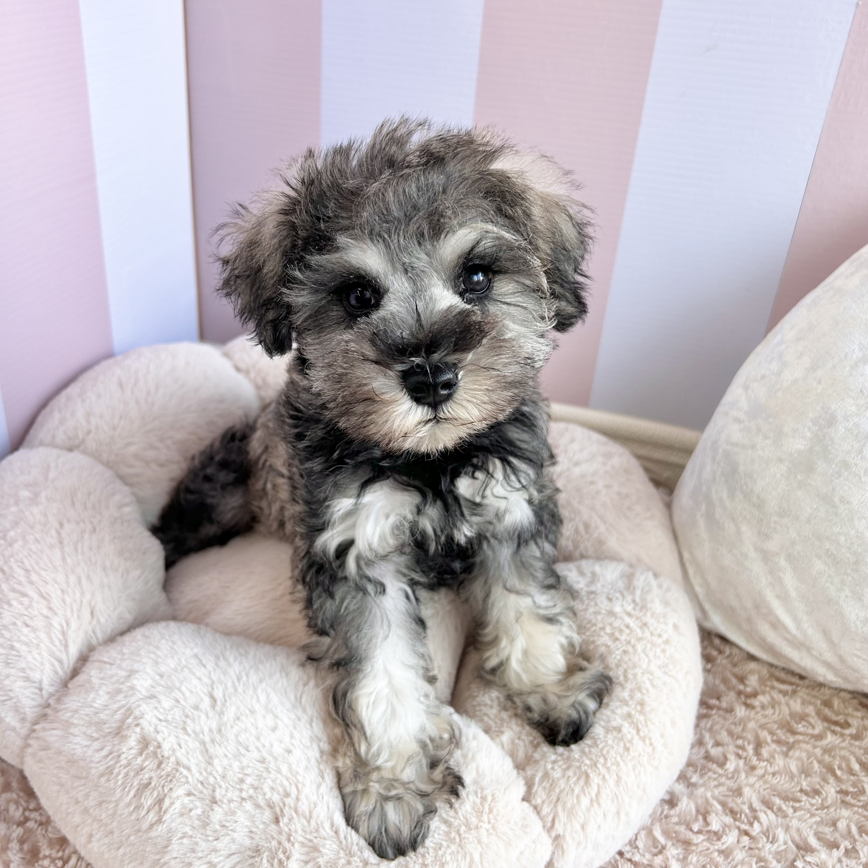 岡山県のミニチュアシュナウザー (犬の家＆猫の里倉敷中庄店/2025年9月3日生まれ/女の子/ソルトペッパー)の子犬の4枚目の画像