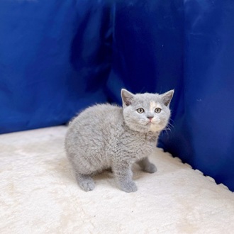 愛知県のブリティッシュショートヘアー (犬の家＆猫の里一宮店/2025年10月16日生まれ/女の子/ブルークリーム)の子猫の4枚目の画像