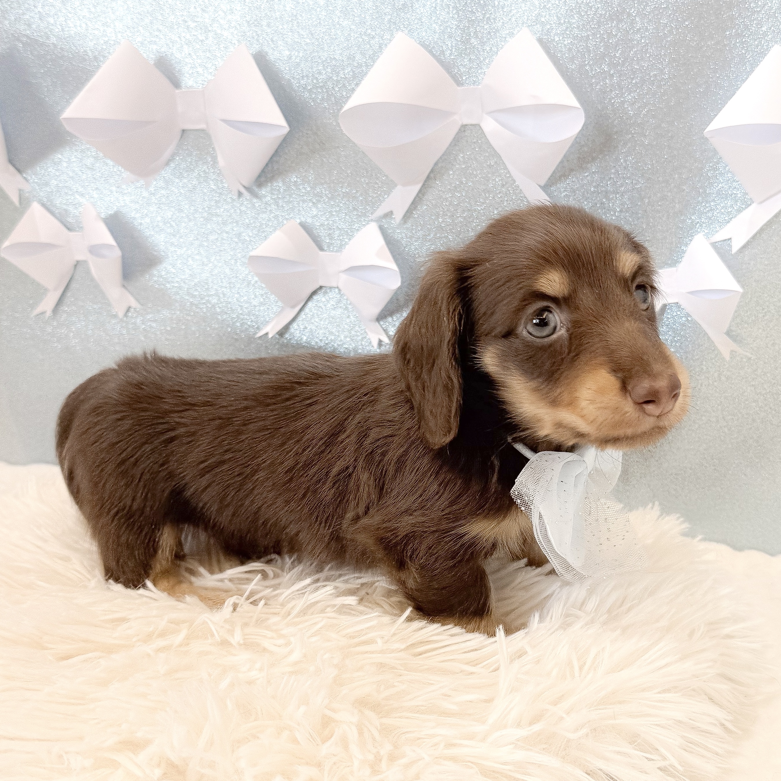 静岡県のミニチュアダックスフンド(ロング) (犬の家＆猫の里富士店/2026年1月18日生まれ/男の子/チョコレートイエロー)の子犬の4枚目の画像