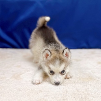 愛知県のシベリアンハスキー (犬の家＆猫の里一宮店/2025年10月17日生まれ/男の子/シルバーホワイト)の子犬の4枚目の画像